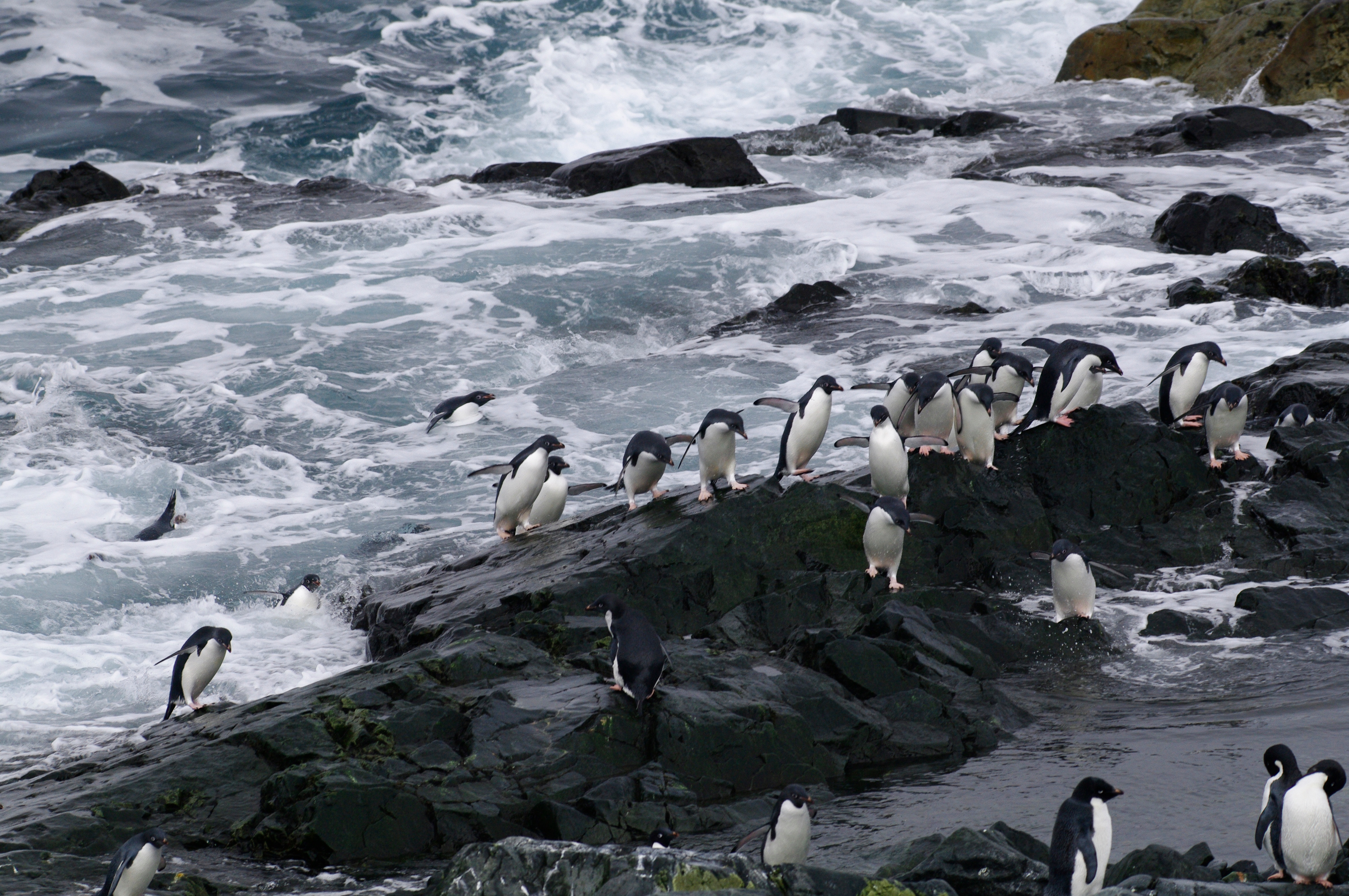 Penguins on a rocky beach.