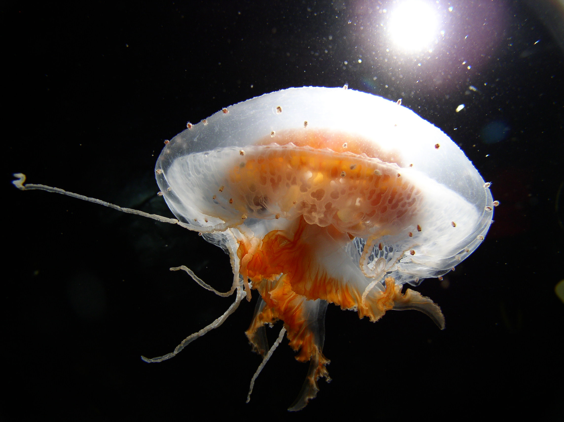 A jellyfish swim through the water.