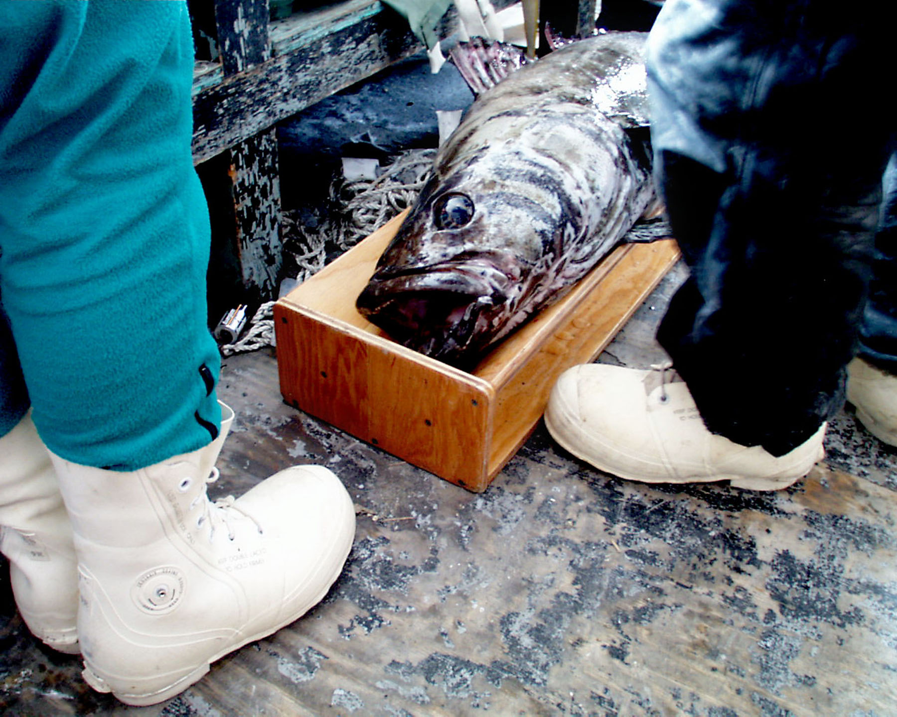 A large fish in a wooden box near the feet of two people.