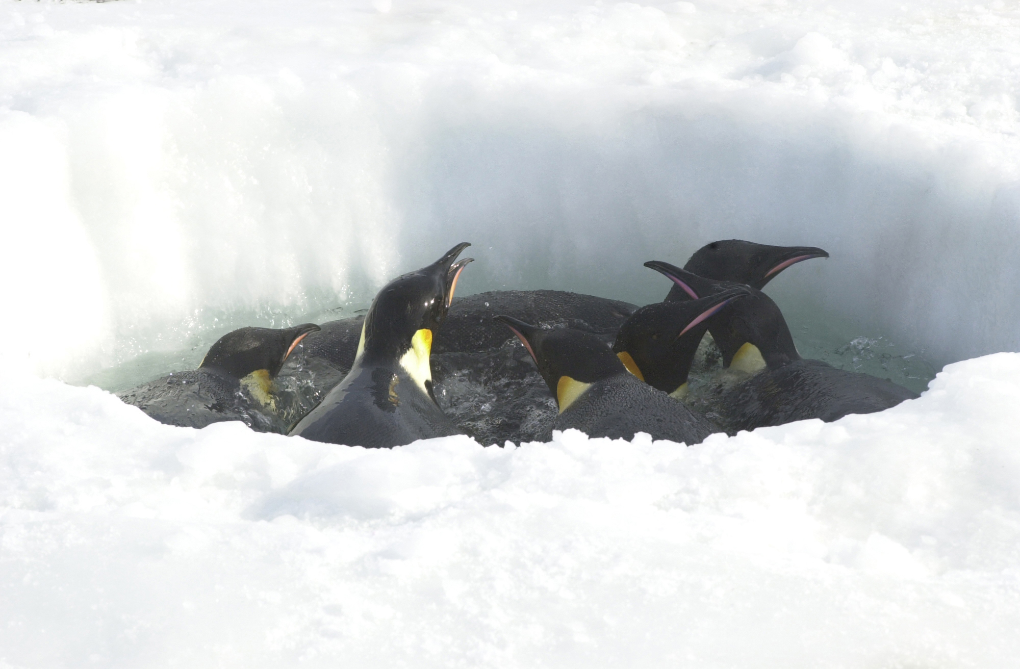 Penguins swim in a hole in the ice.