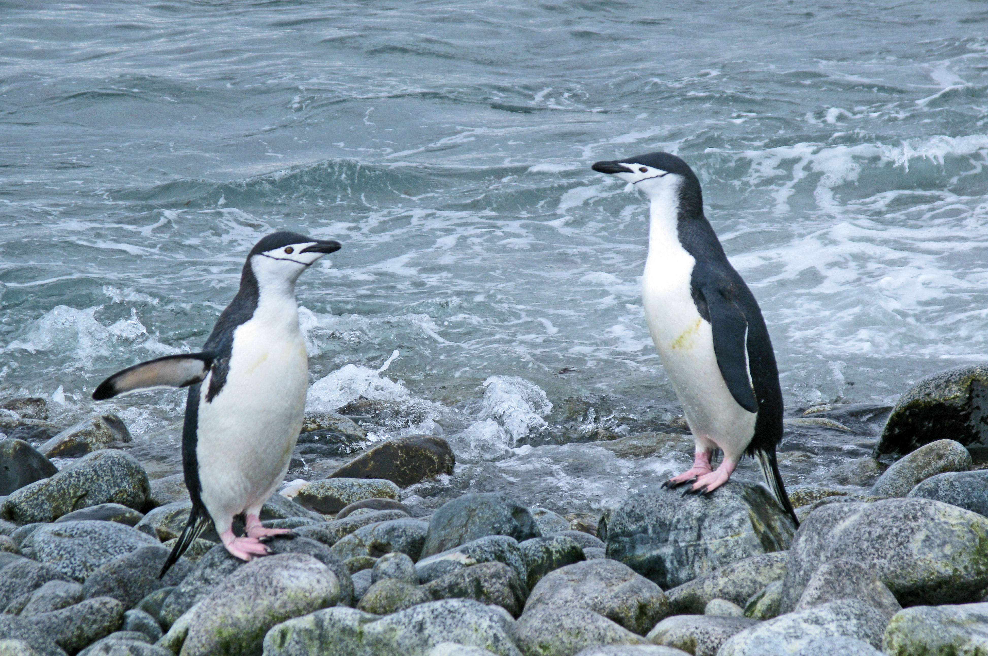 Two penguins.