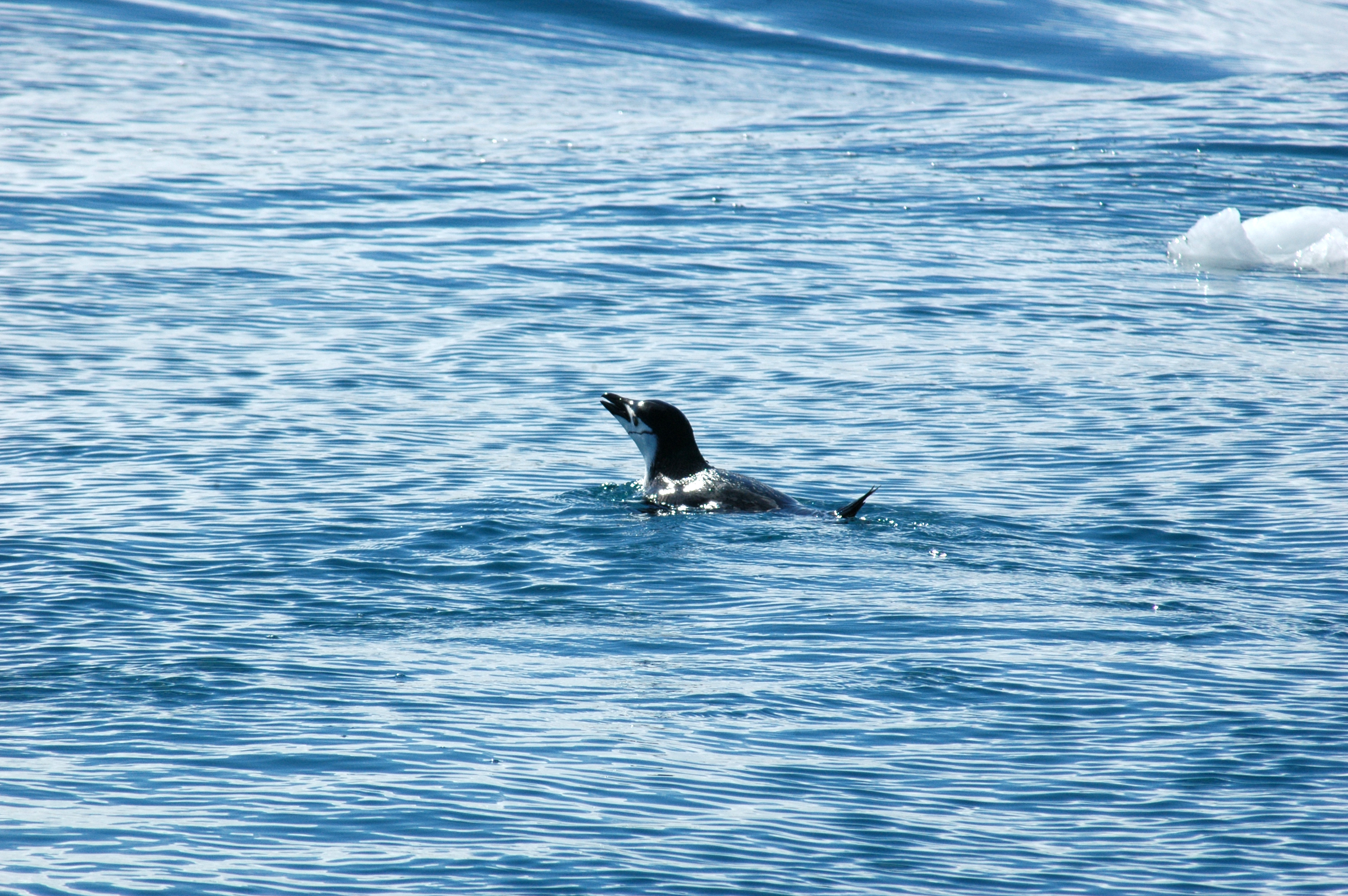 Penguin swimming.