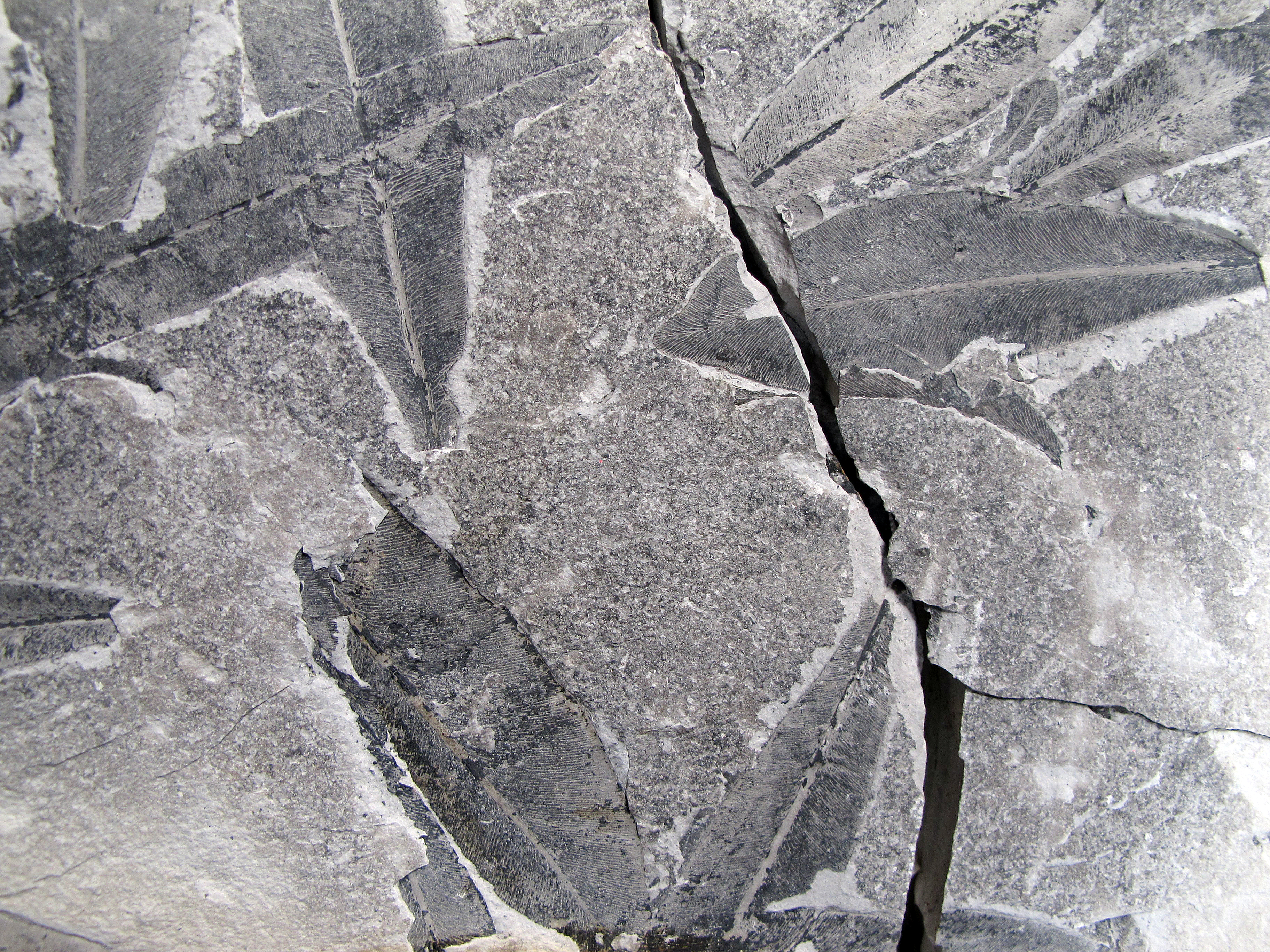 Leaf fossils in rock.