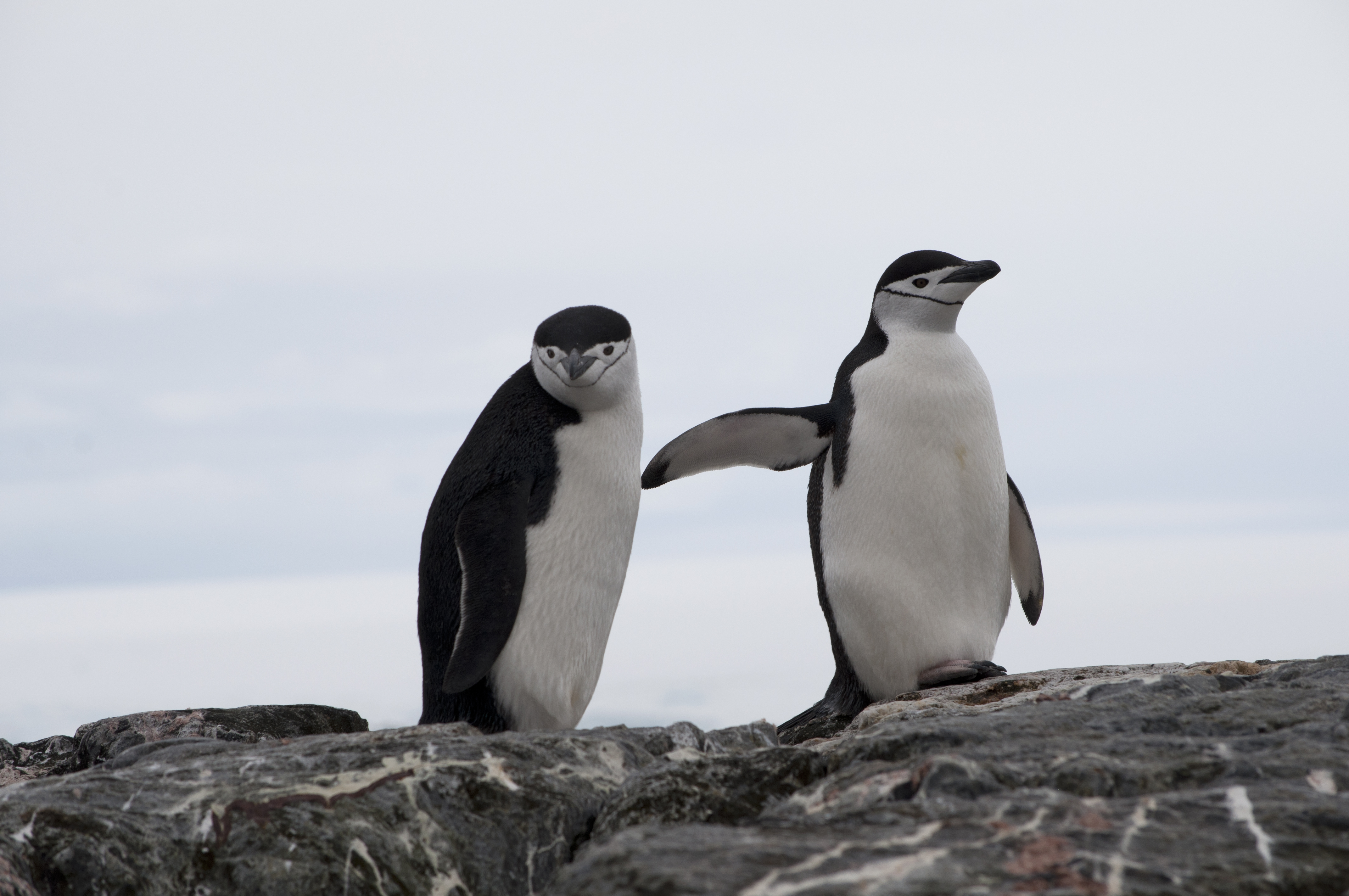Chinstrap penguins on a rock in Antarctica.