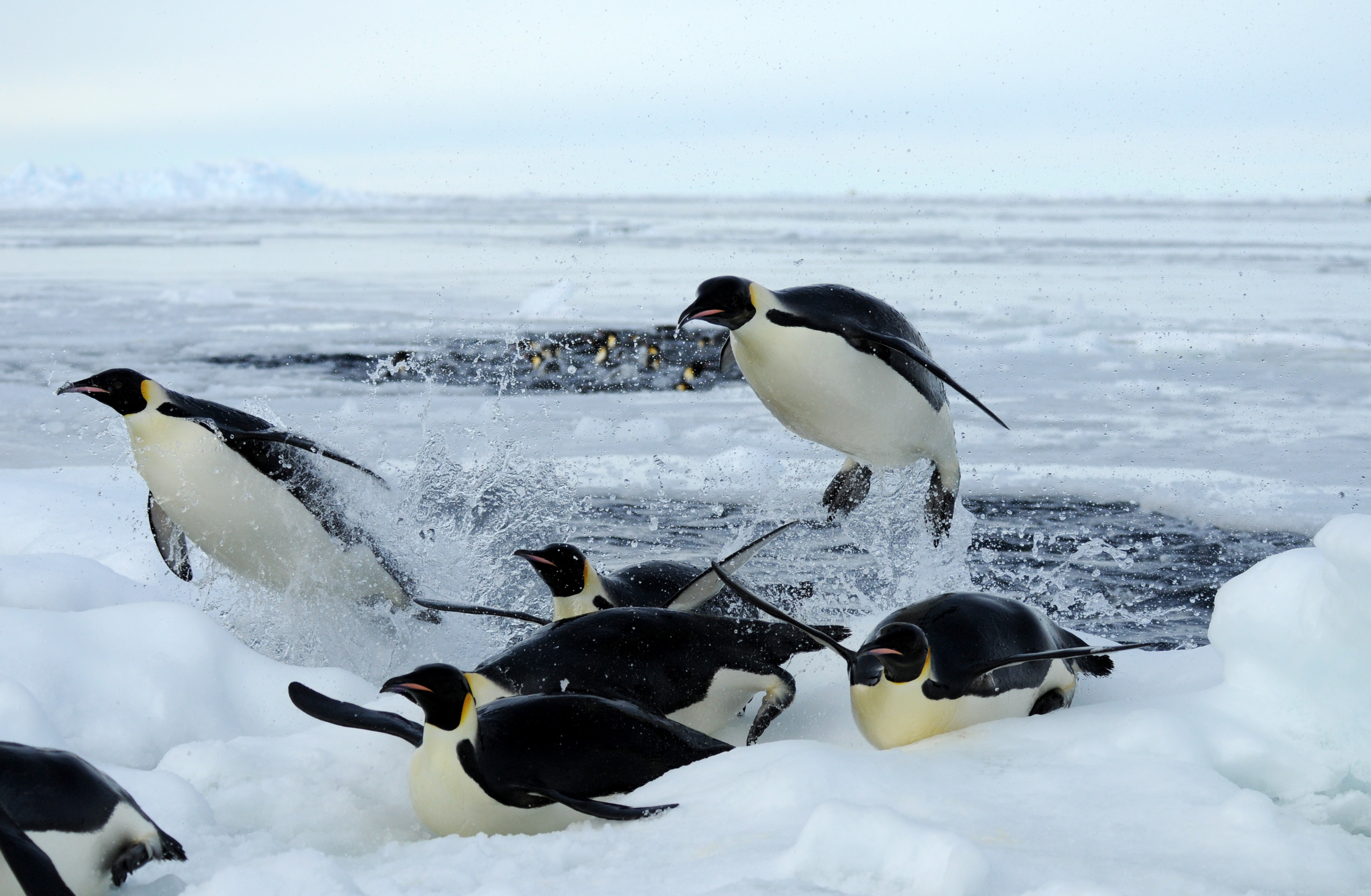 Emperor penguins leaping out of icy water.