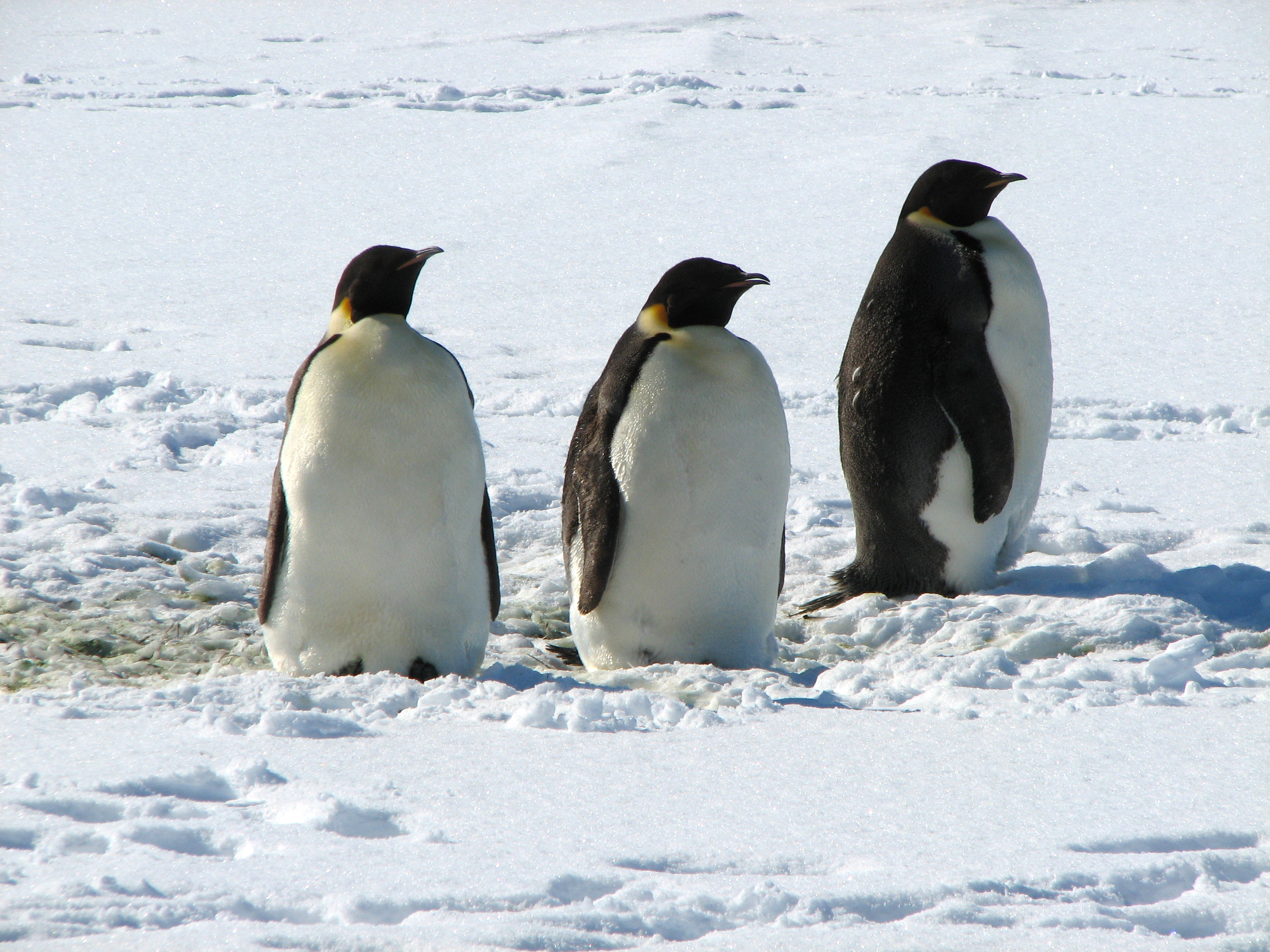 Three penguins.