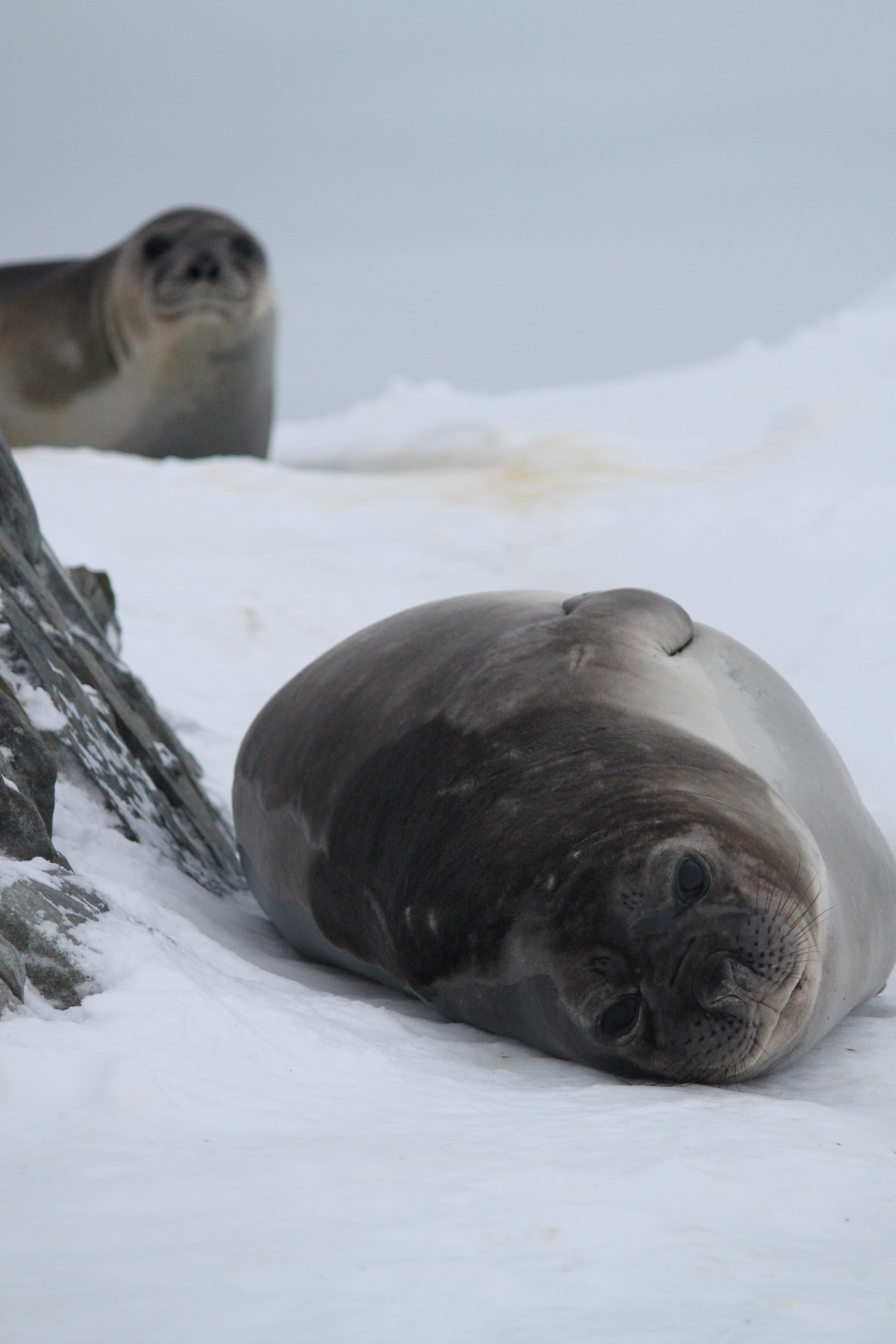 Two seals.