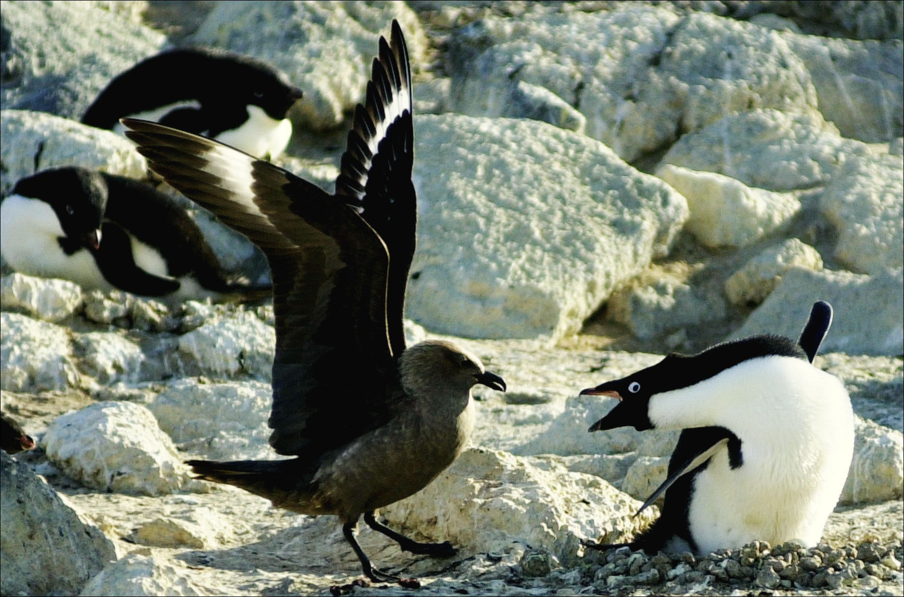 A large bird and a nesting penguin squawk at each other. 