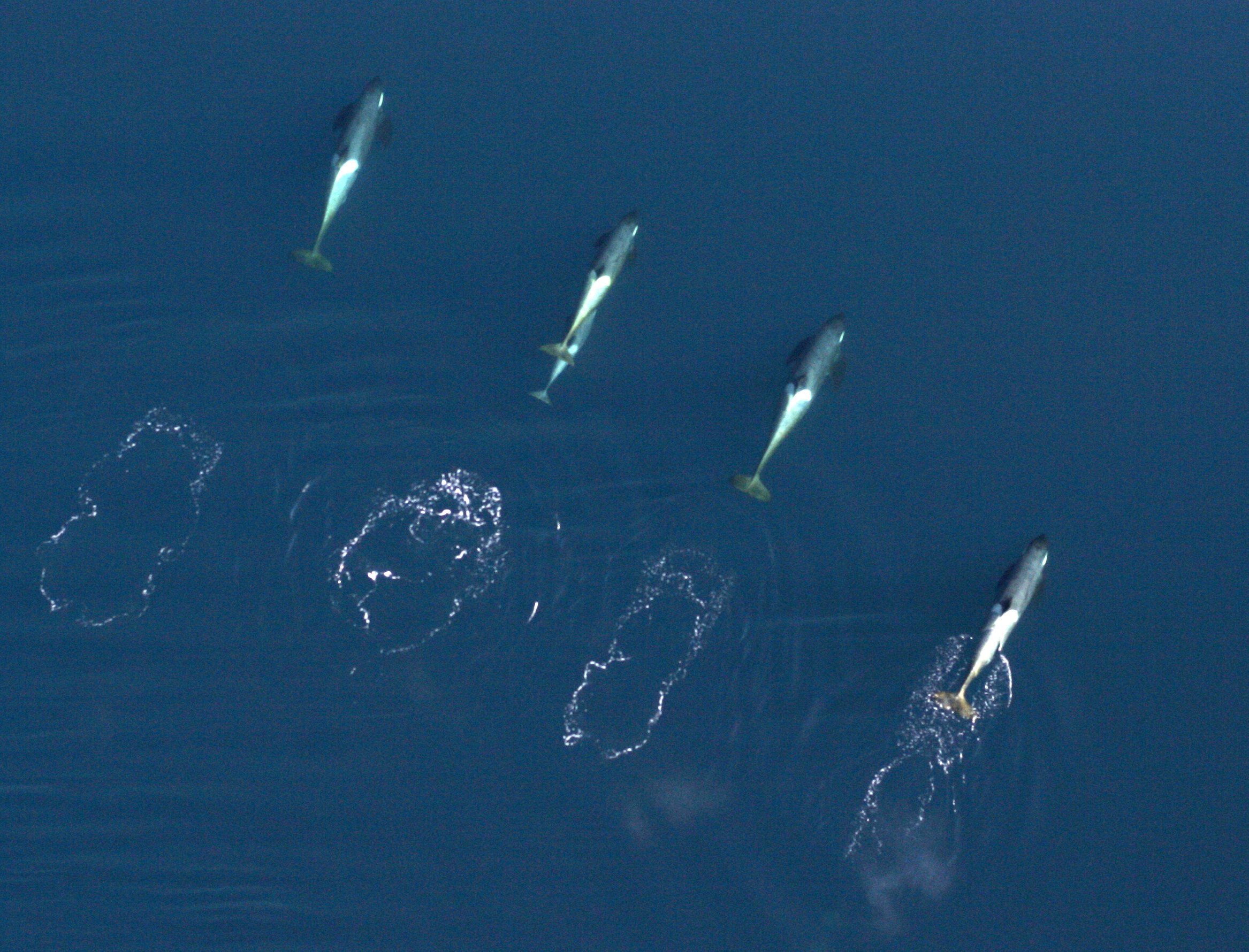 Aerial of whales in a line.