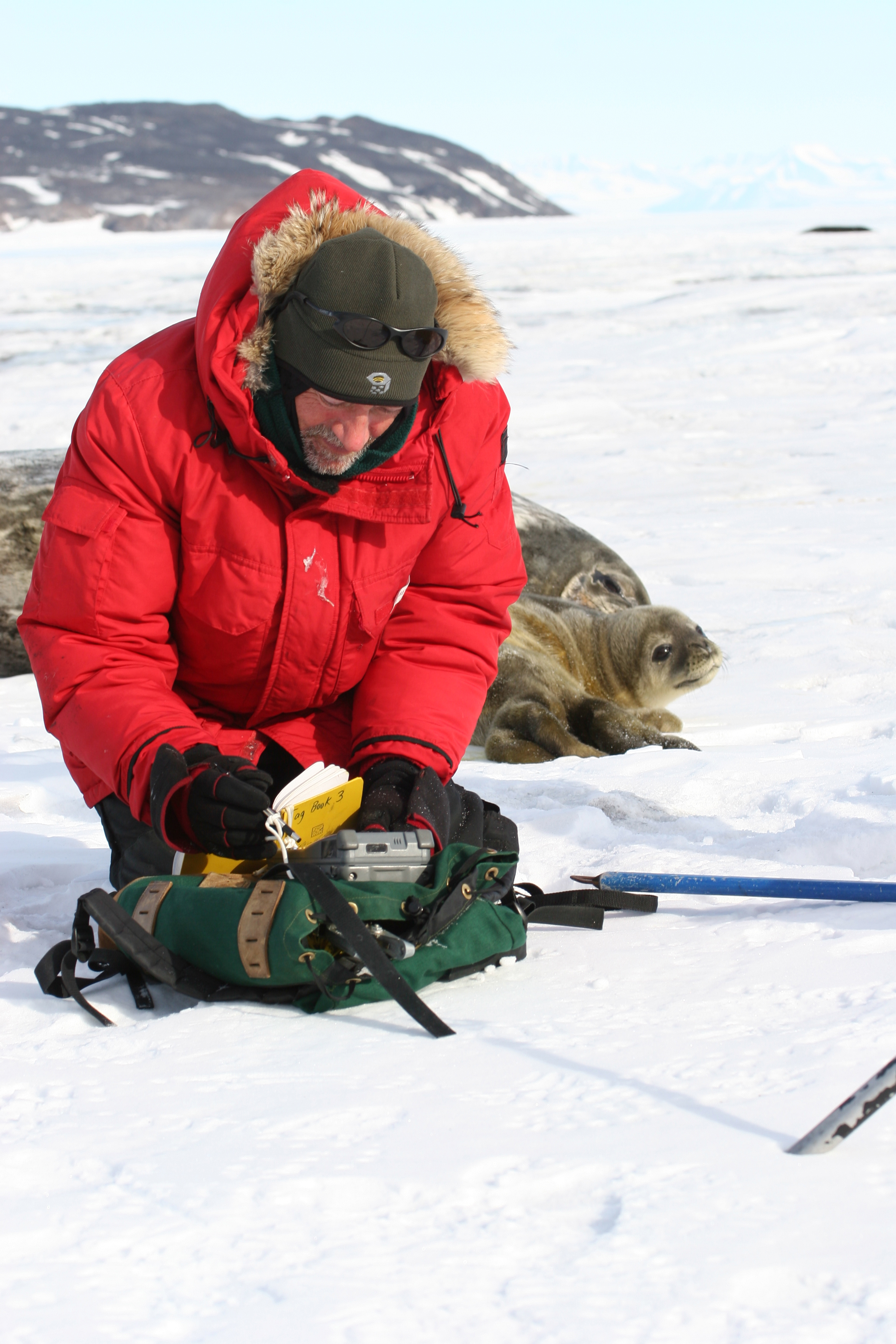 A man digs through a backpack in front of two seals.