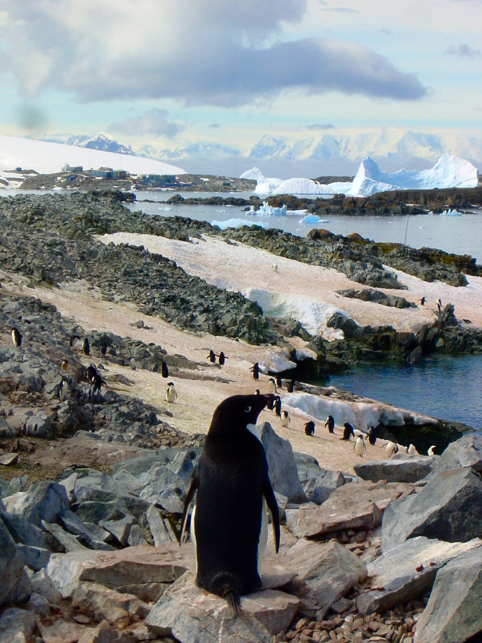 A colony of penguins near the ocean.