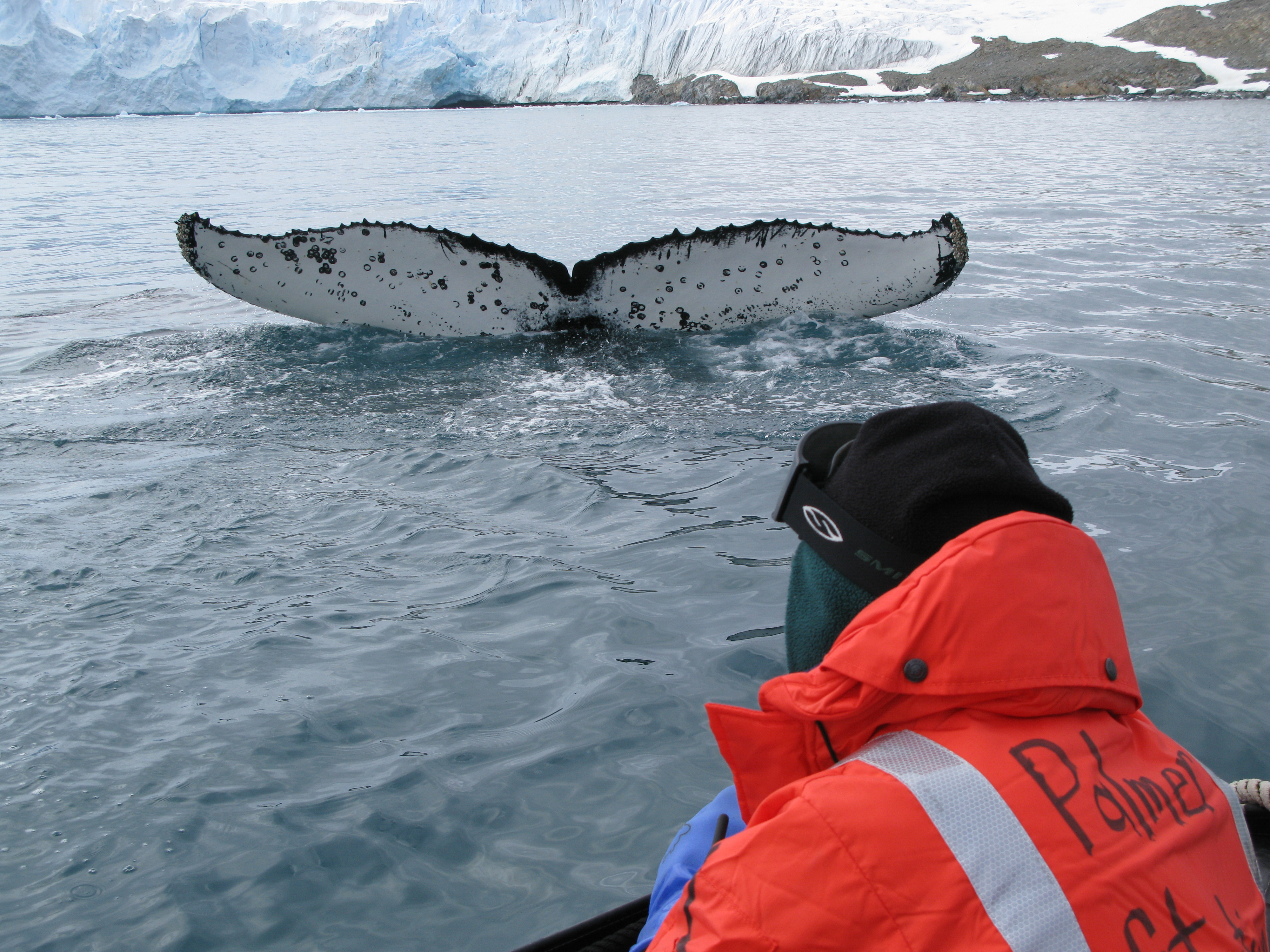 Whale tail breaks surface of the water.