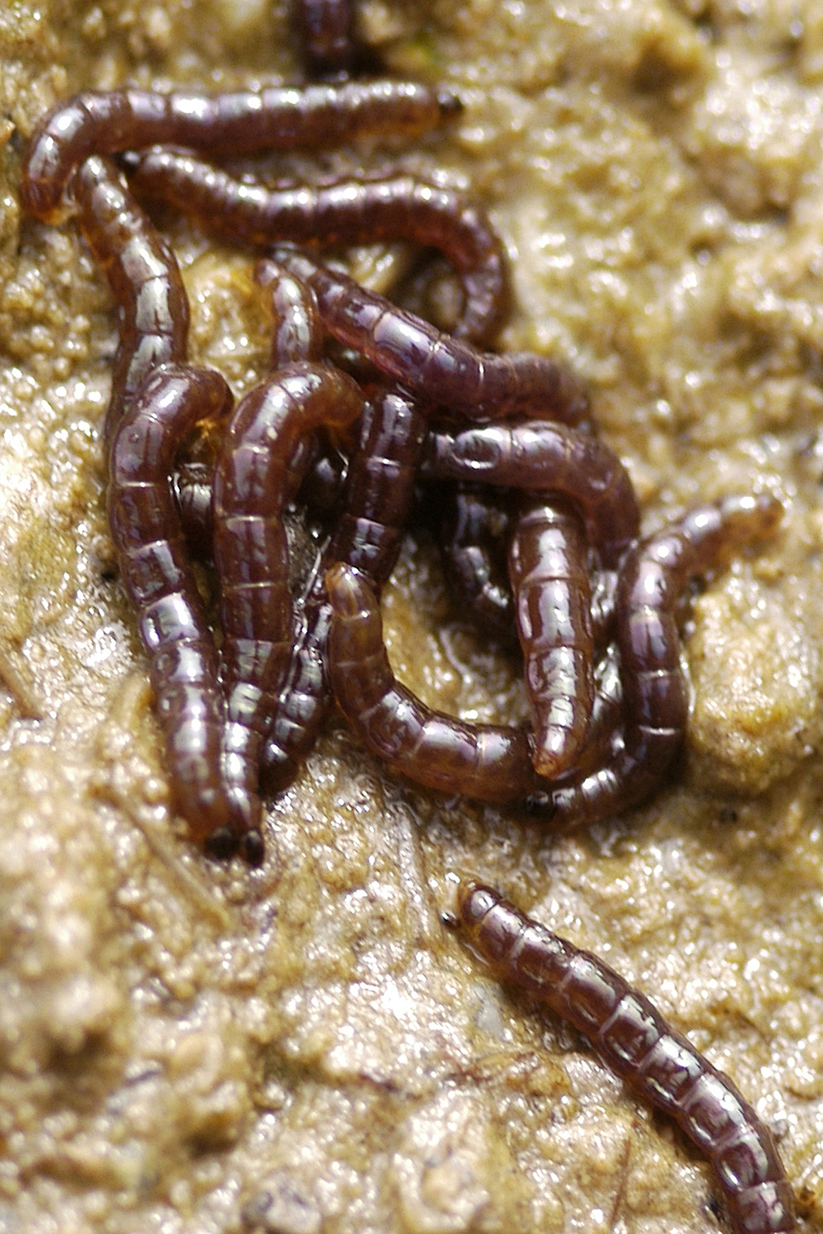 Worm-like organisms squirm on a rock surface.