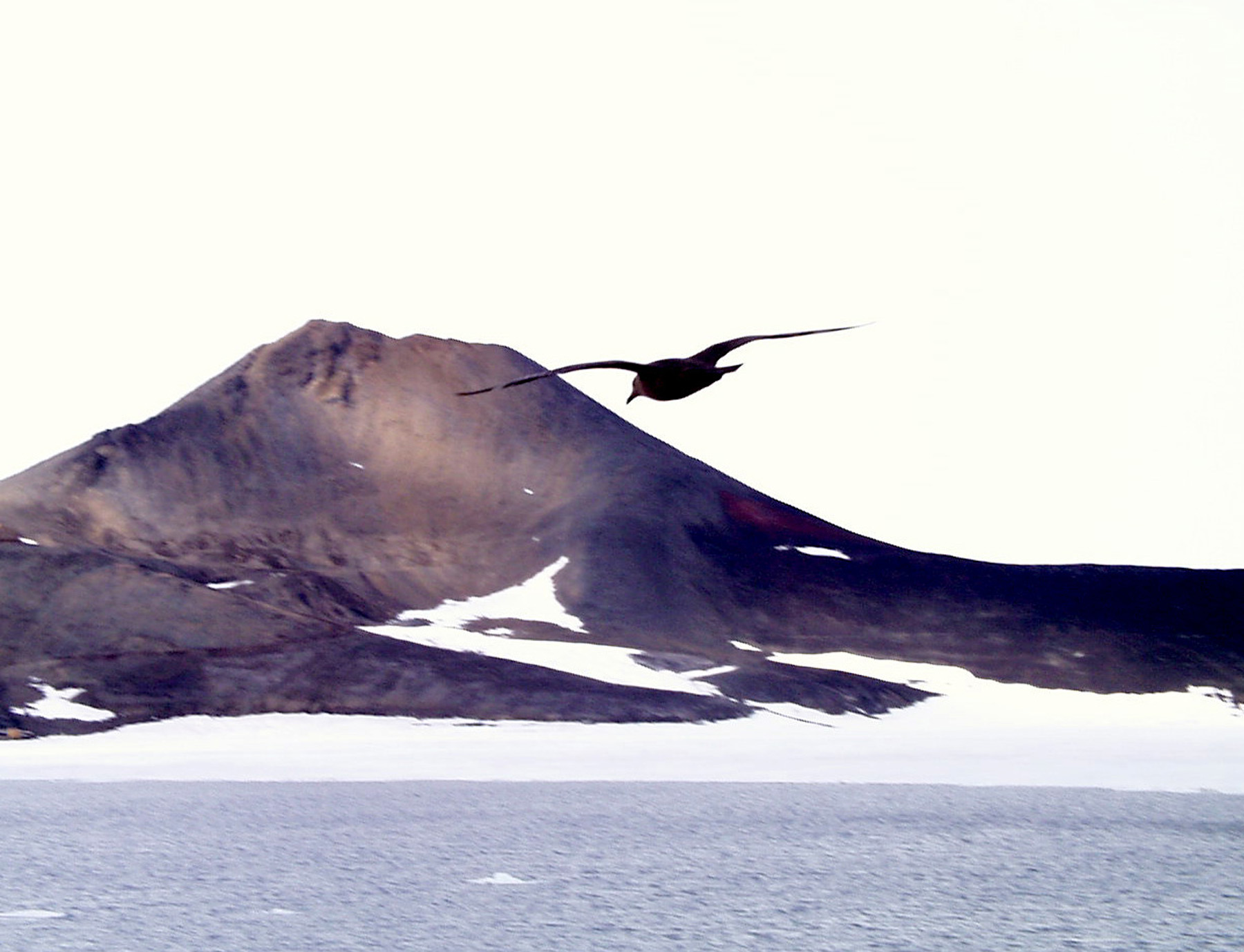 A bird is in the air.  A large hill is in the background.