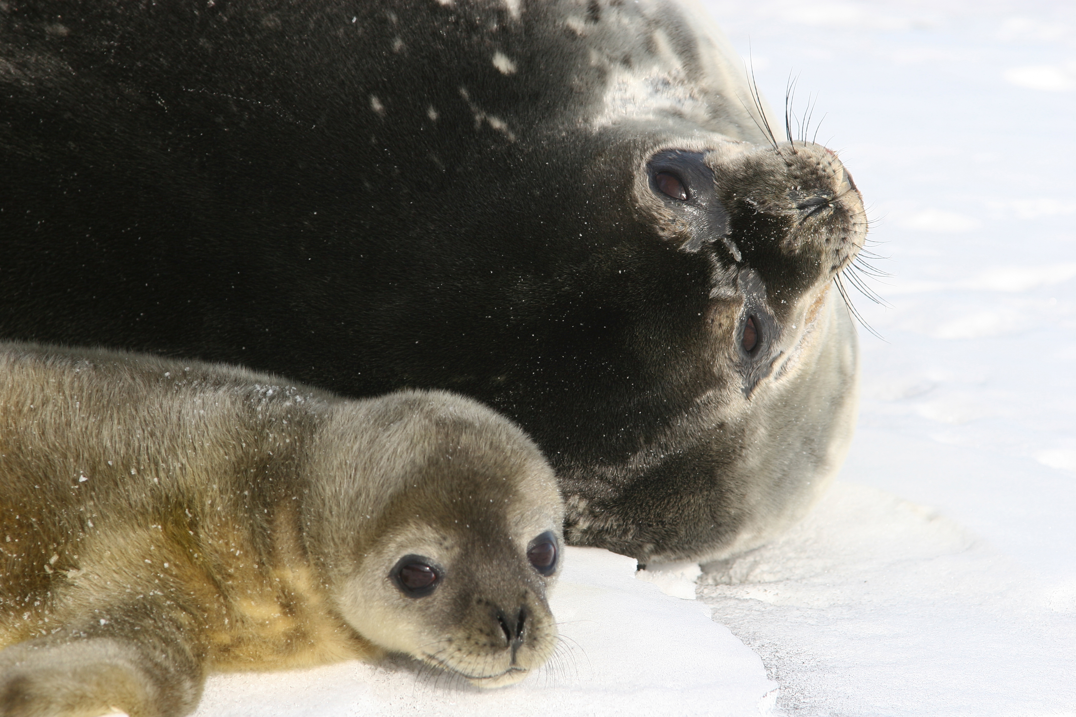 Two seals on ice.