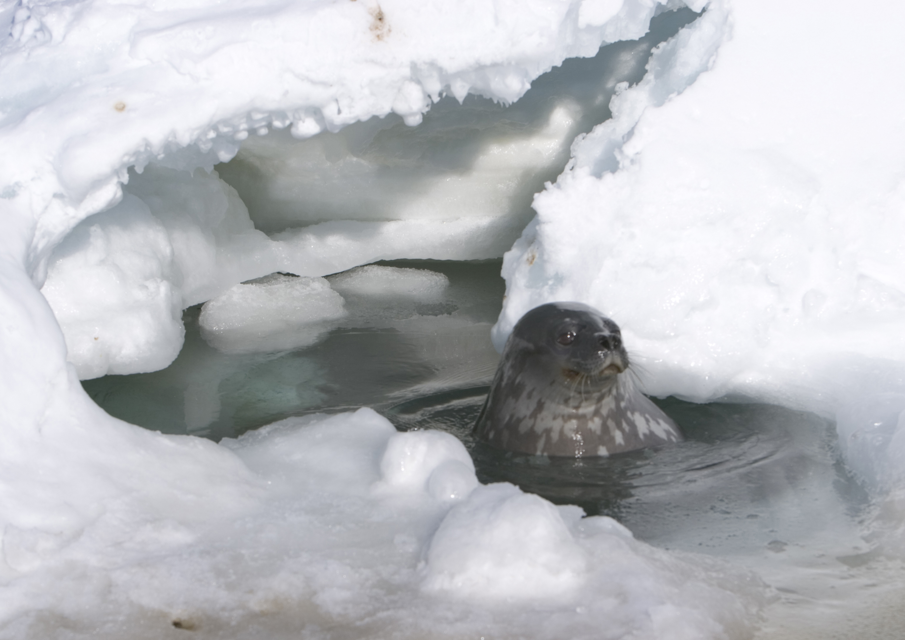 A seal in icy water.