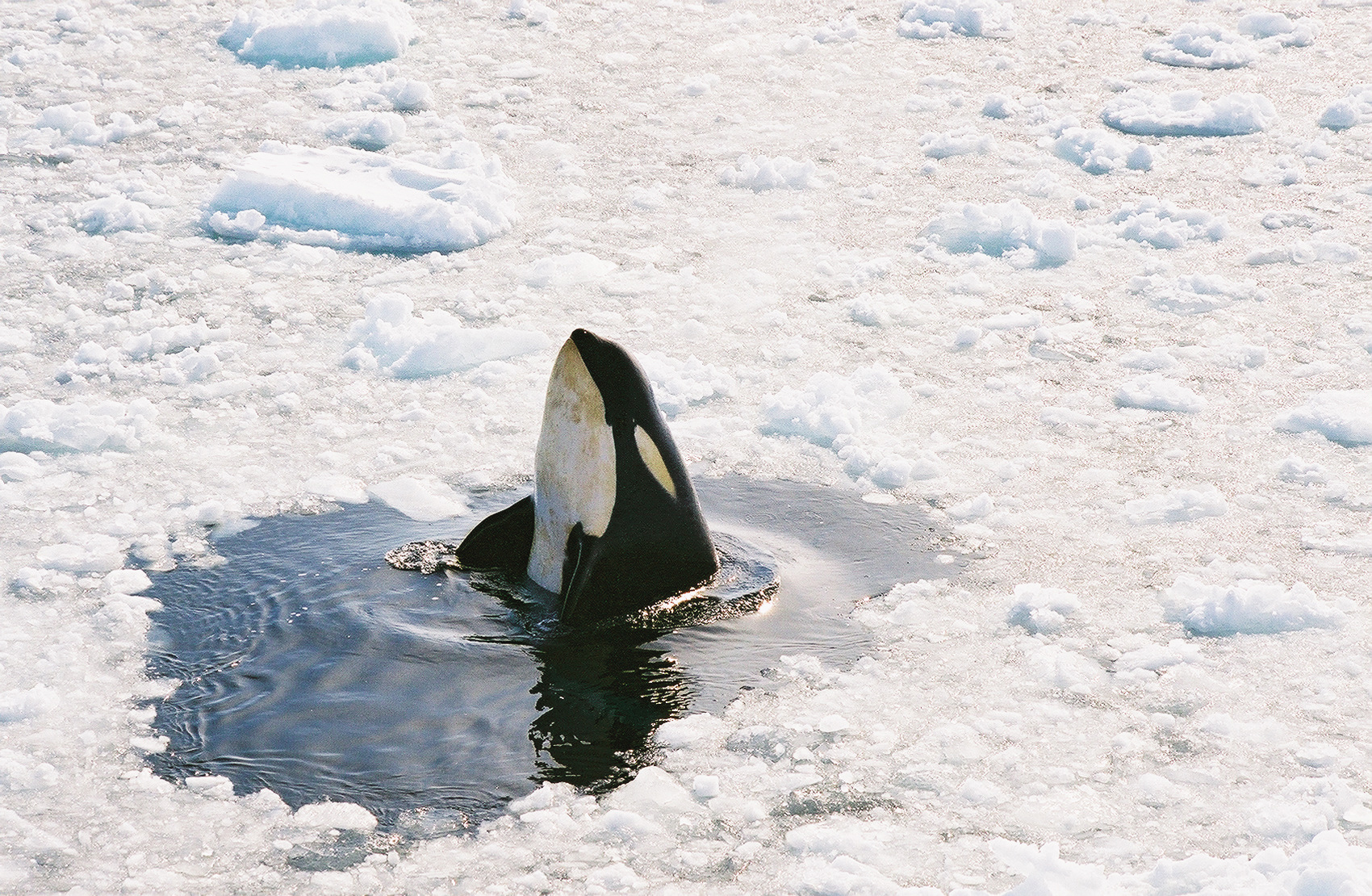 A whale emerges through broken sea ice.