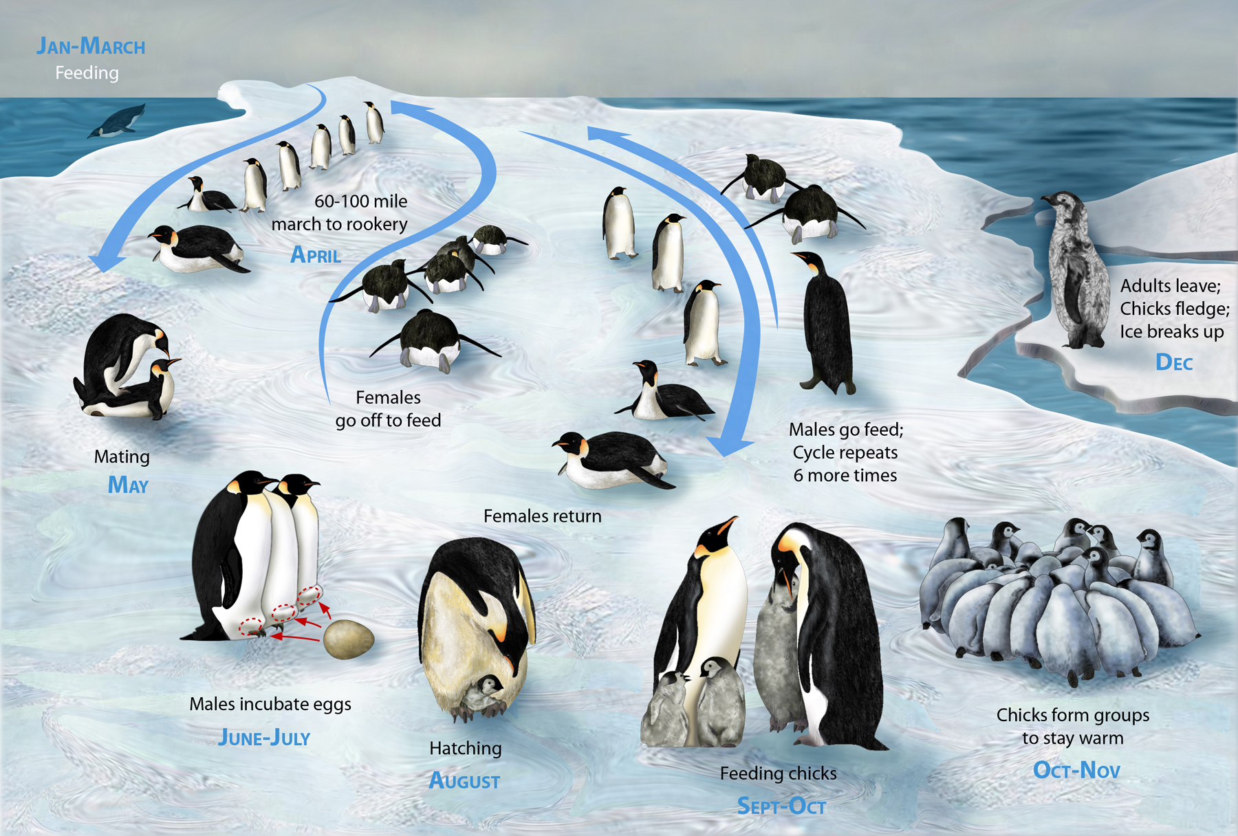 Poster of emperor penguin life cycle.