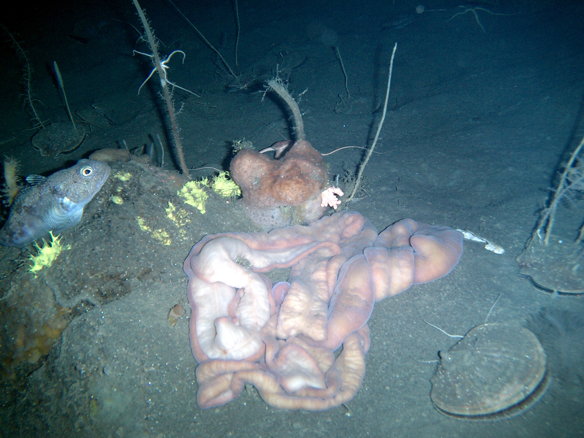 Worm-like forms on the ocean floor.