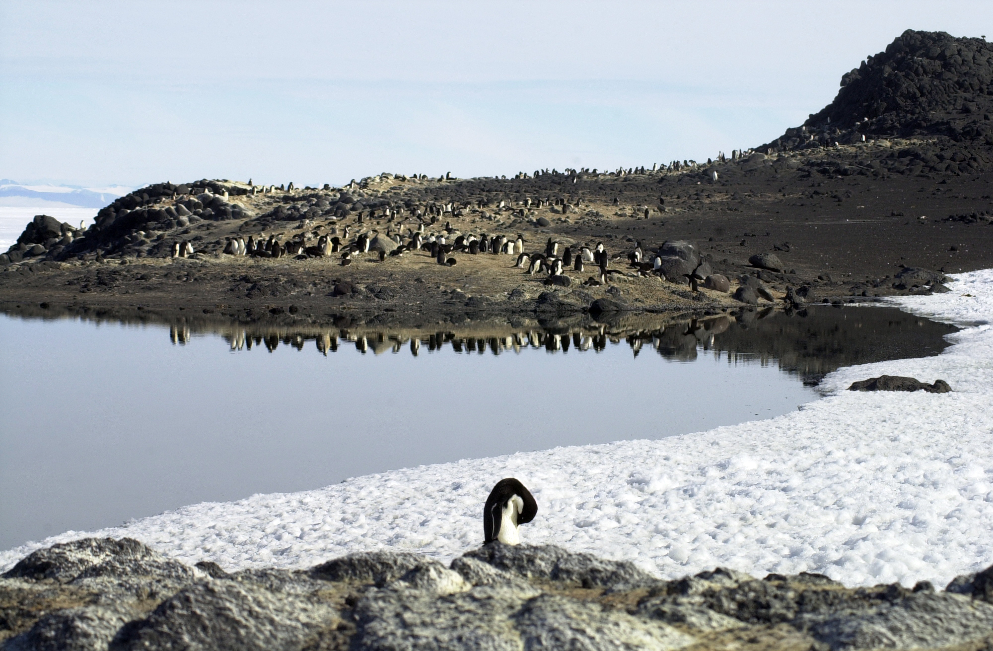 Penguins sit by a lake.