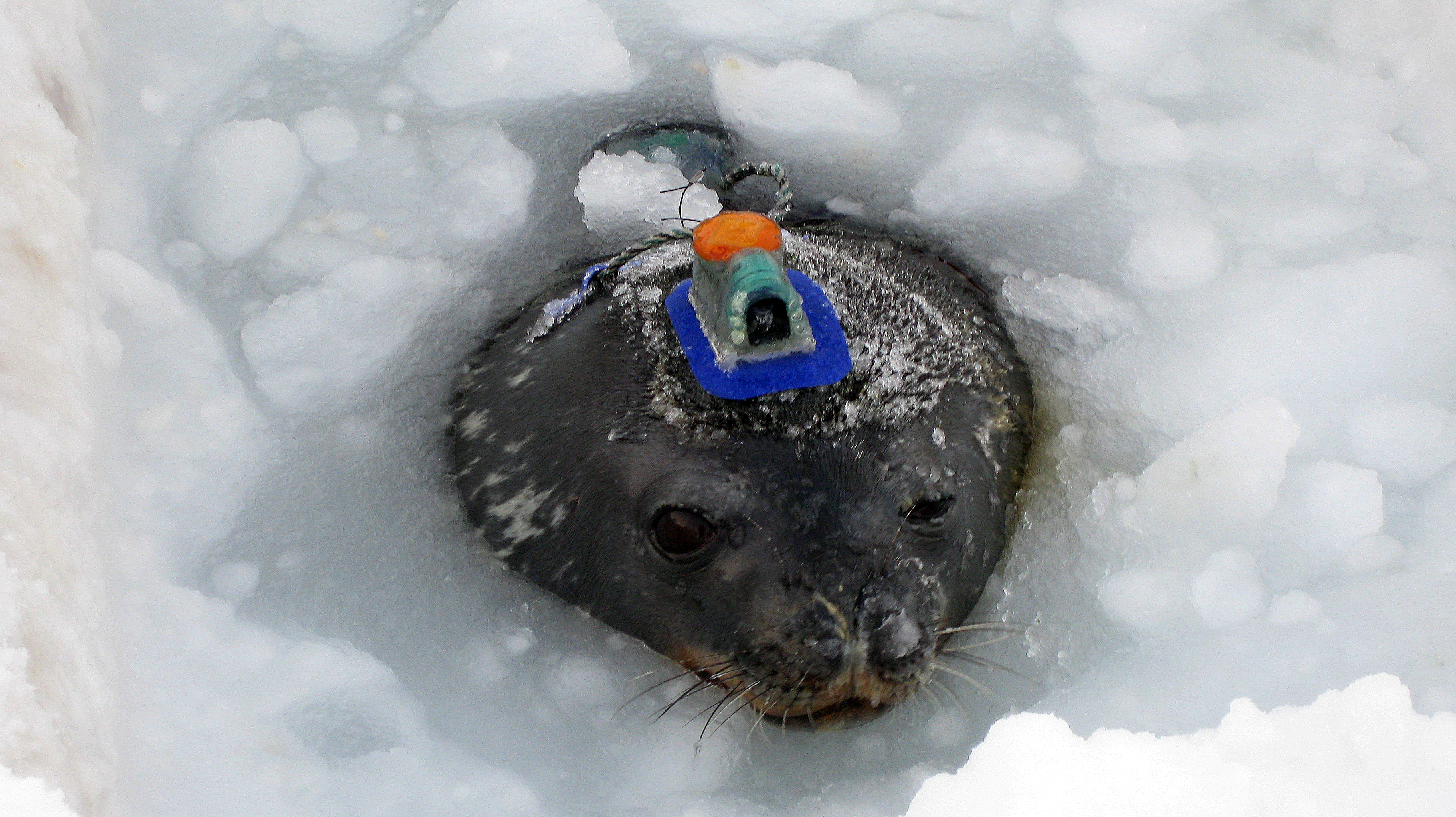 Seal in icy water.