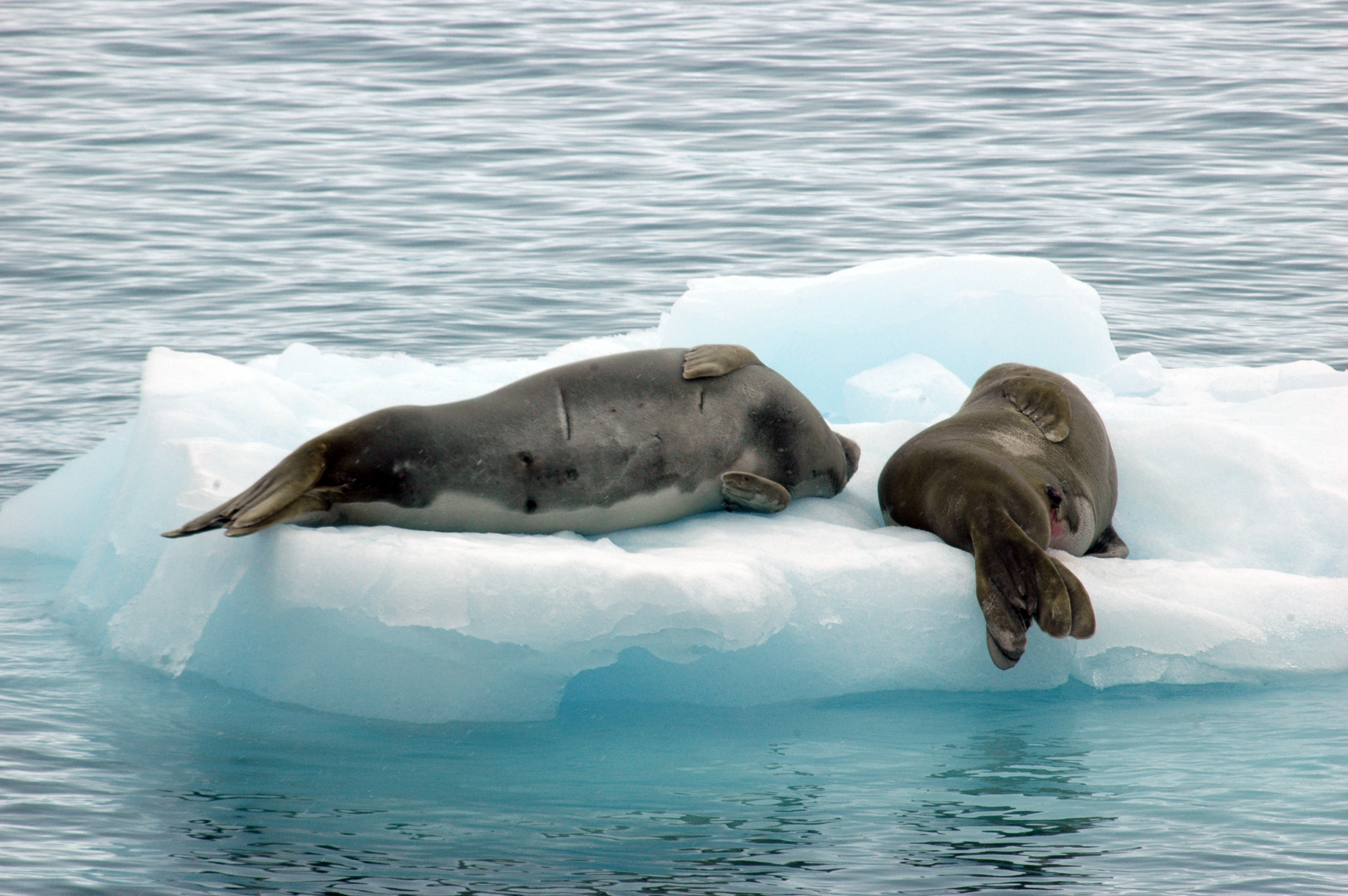 Seals on an ice floe.