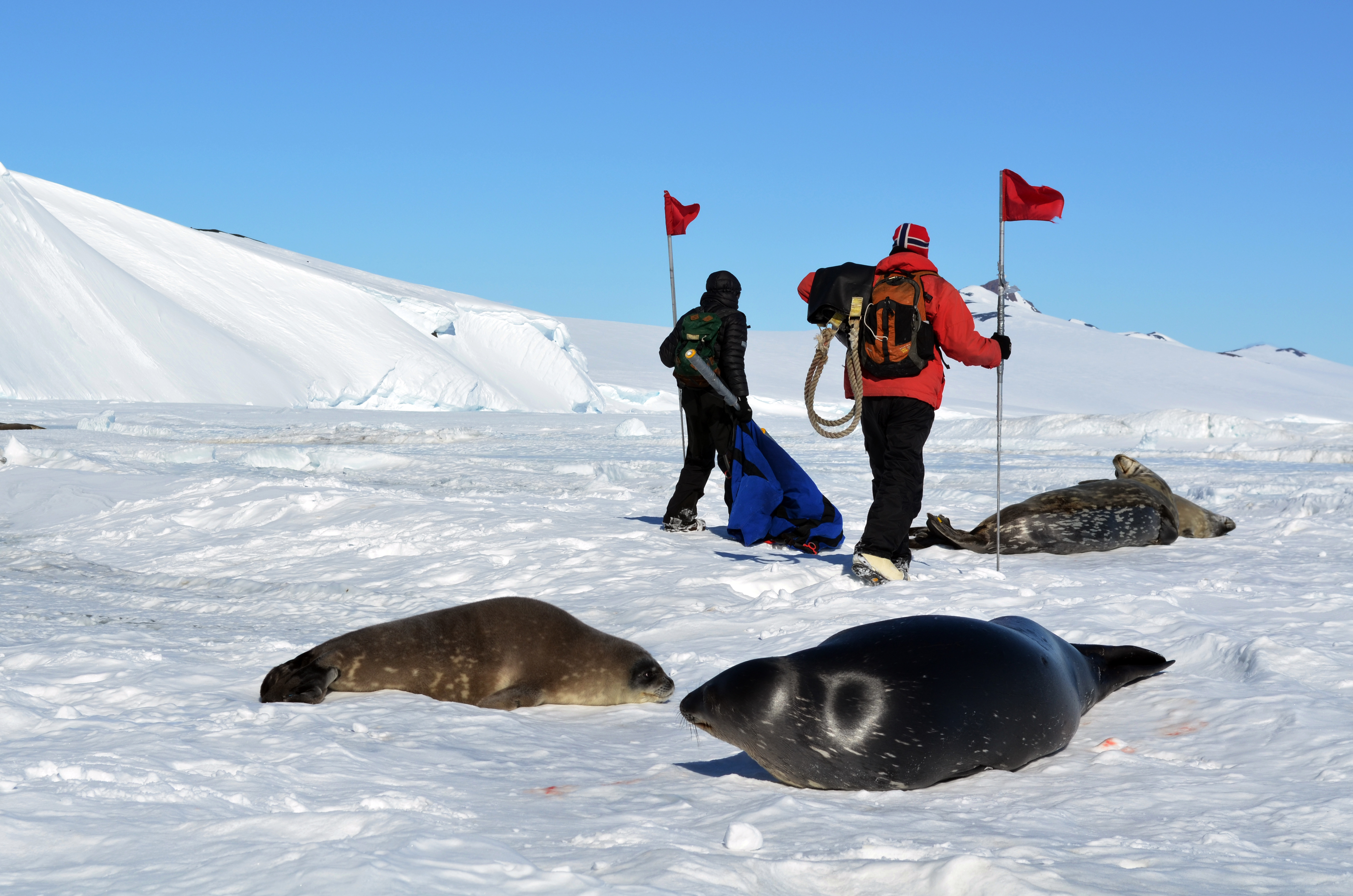 Two people walking amongst seals.