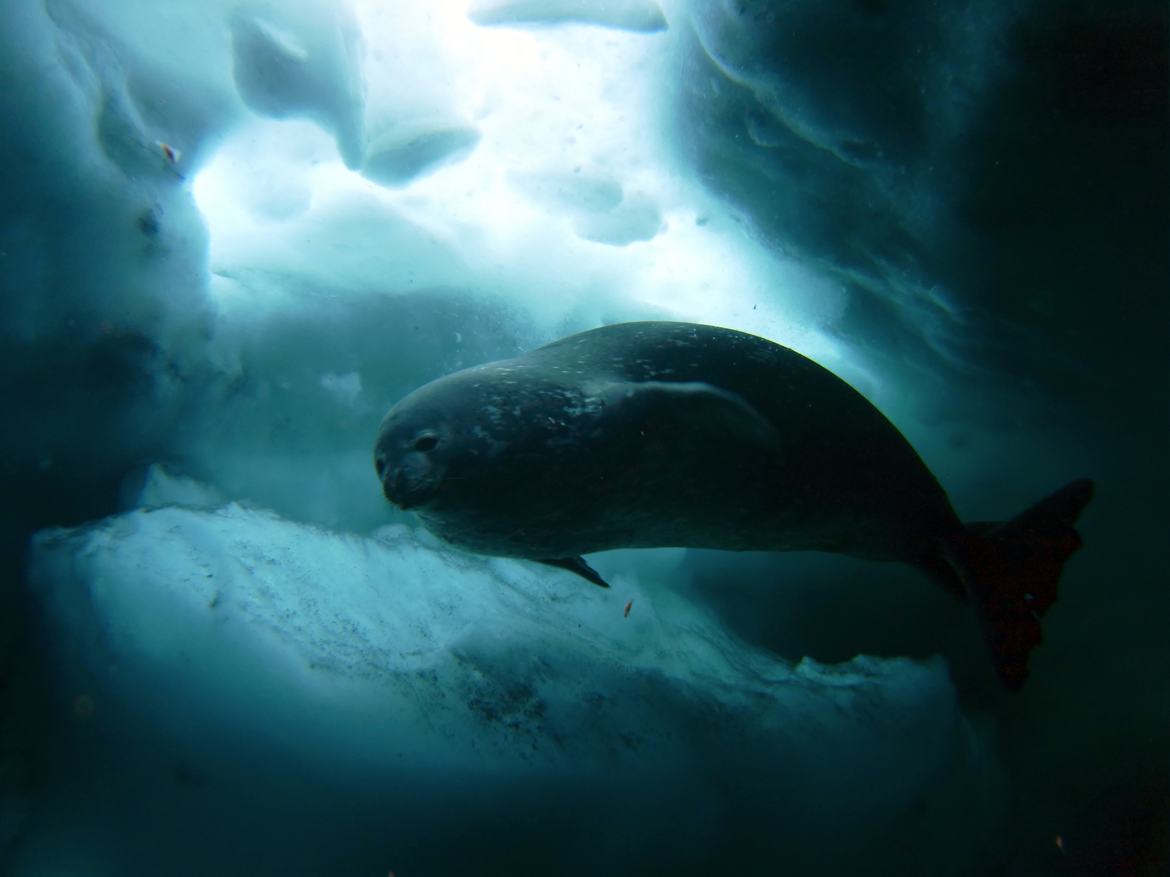 A seal swims in icy water.