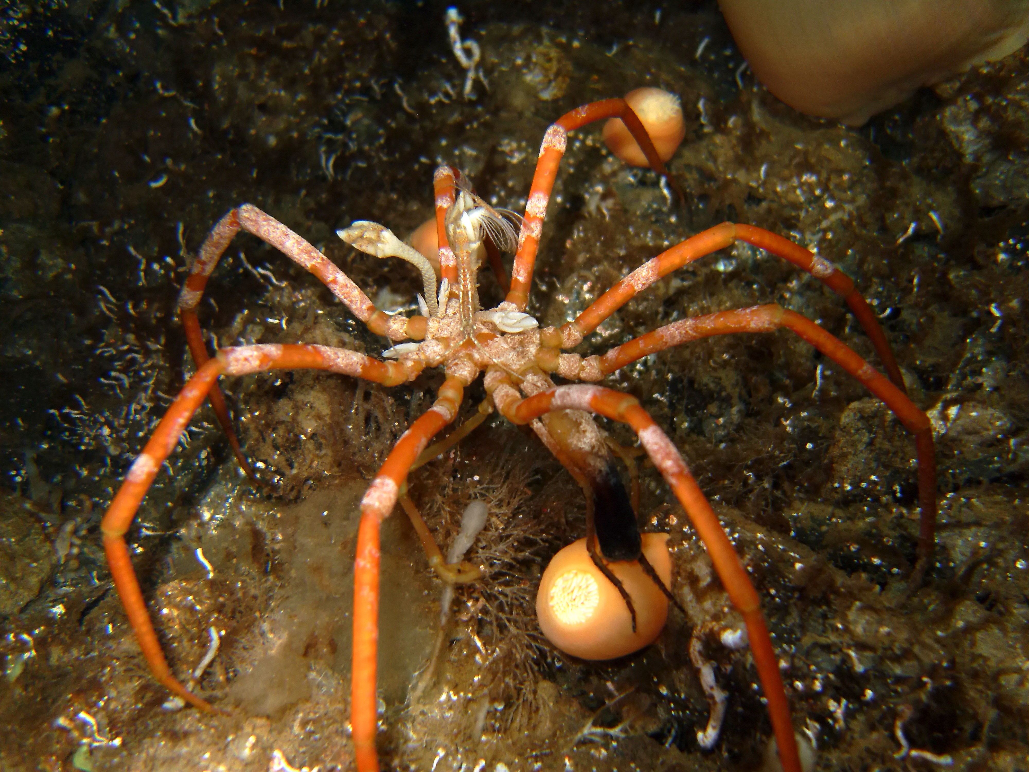 Sea spider