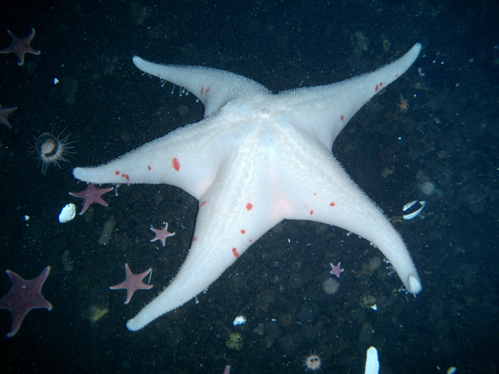 A large starfish sits next to smaller ones.