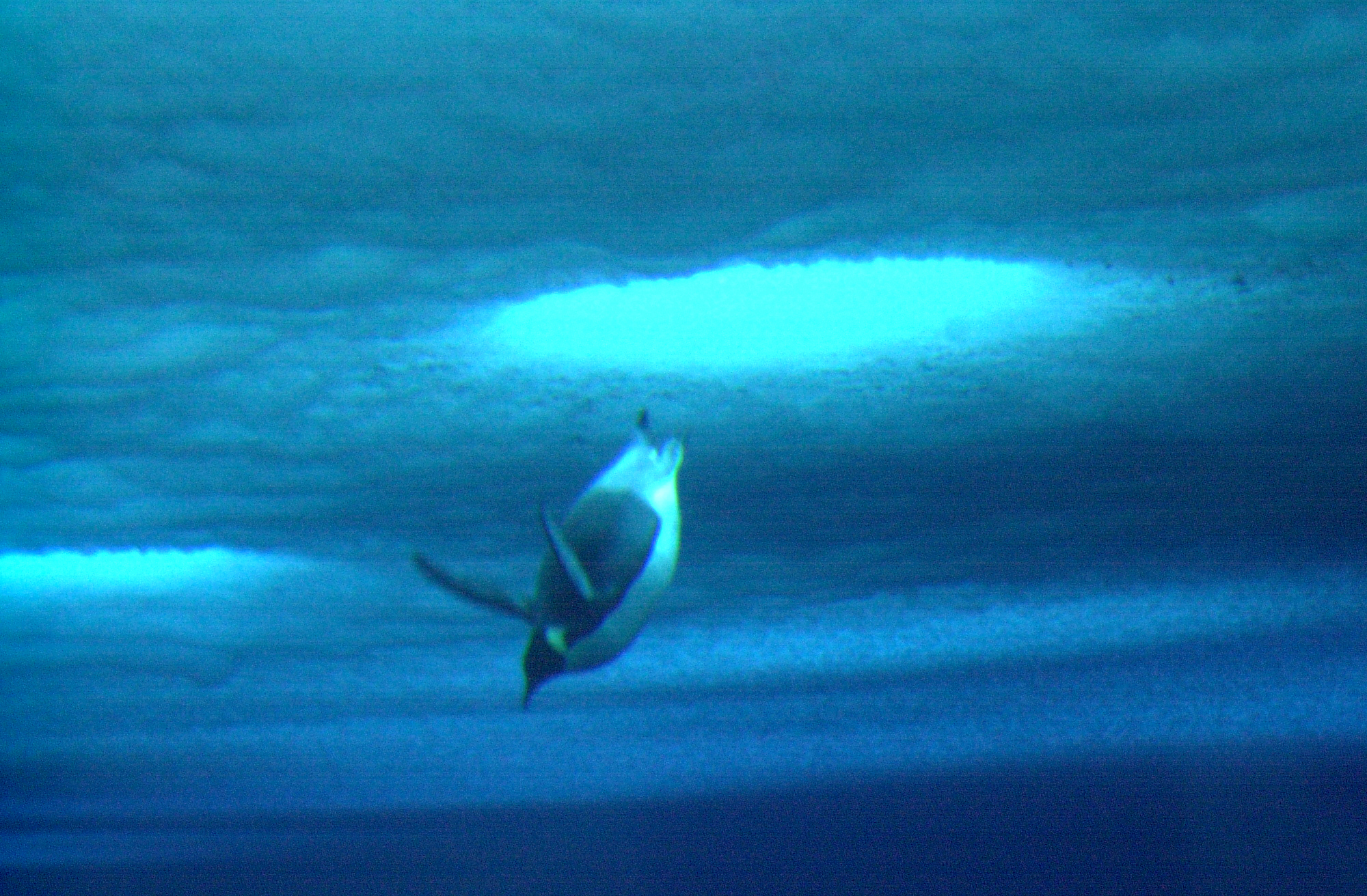 A penguin swims under sea ice.