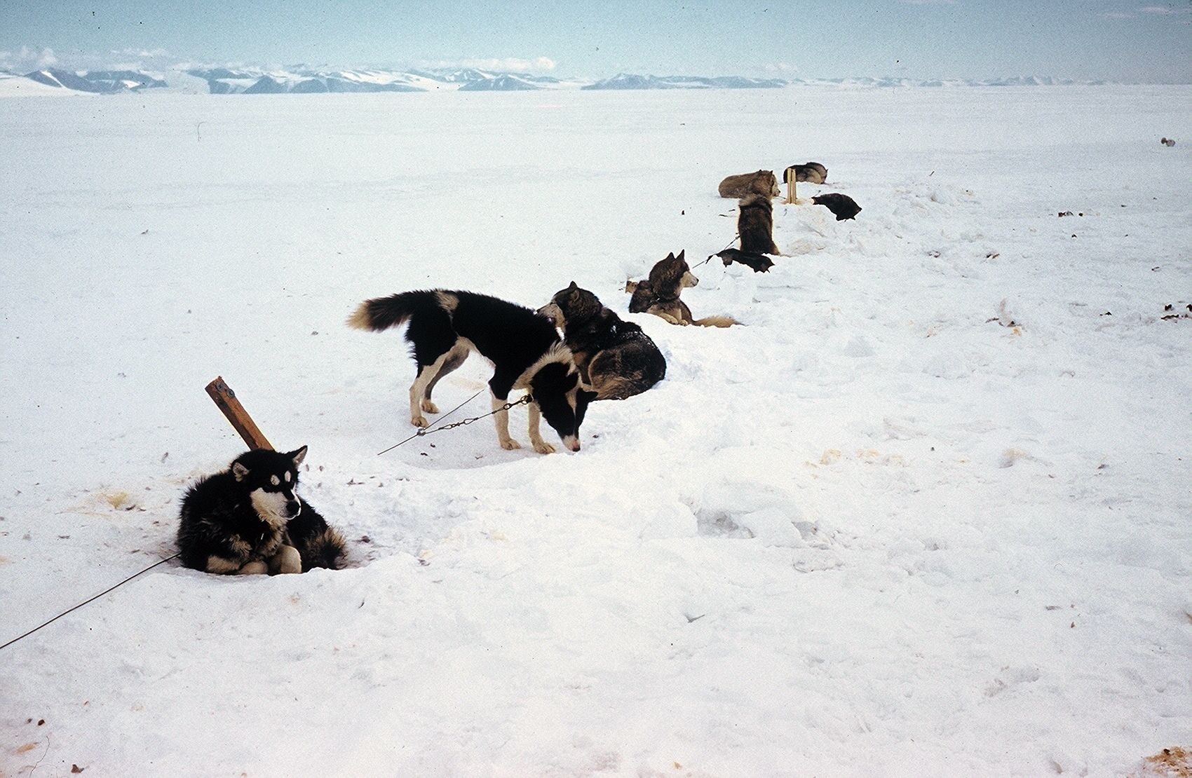 Sled dogs.