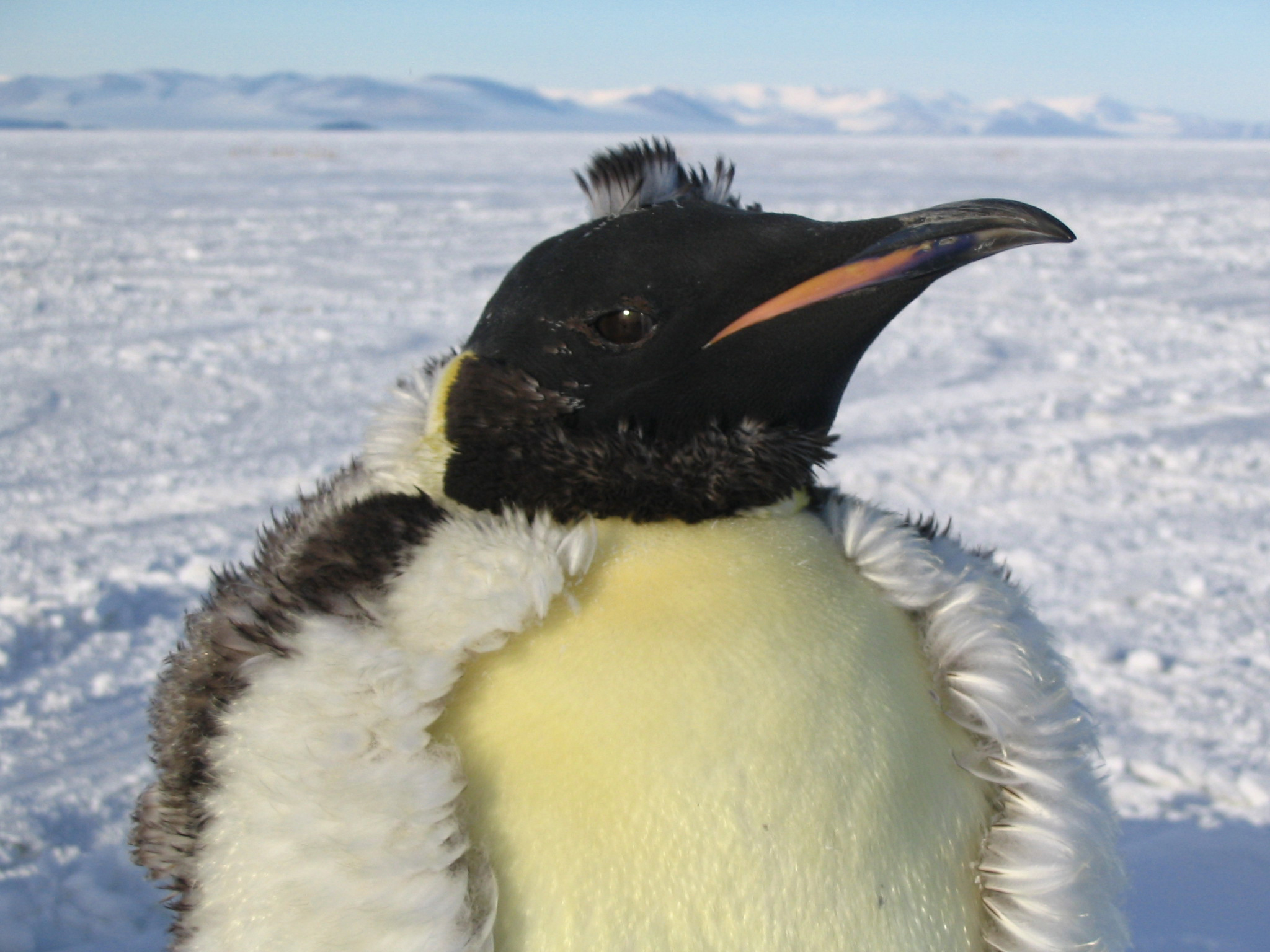 A molting Emperor penguin.