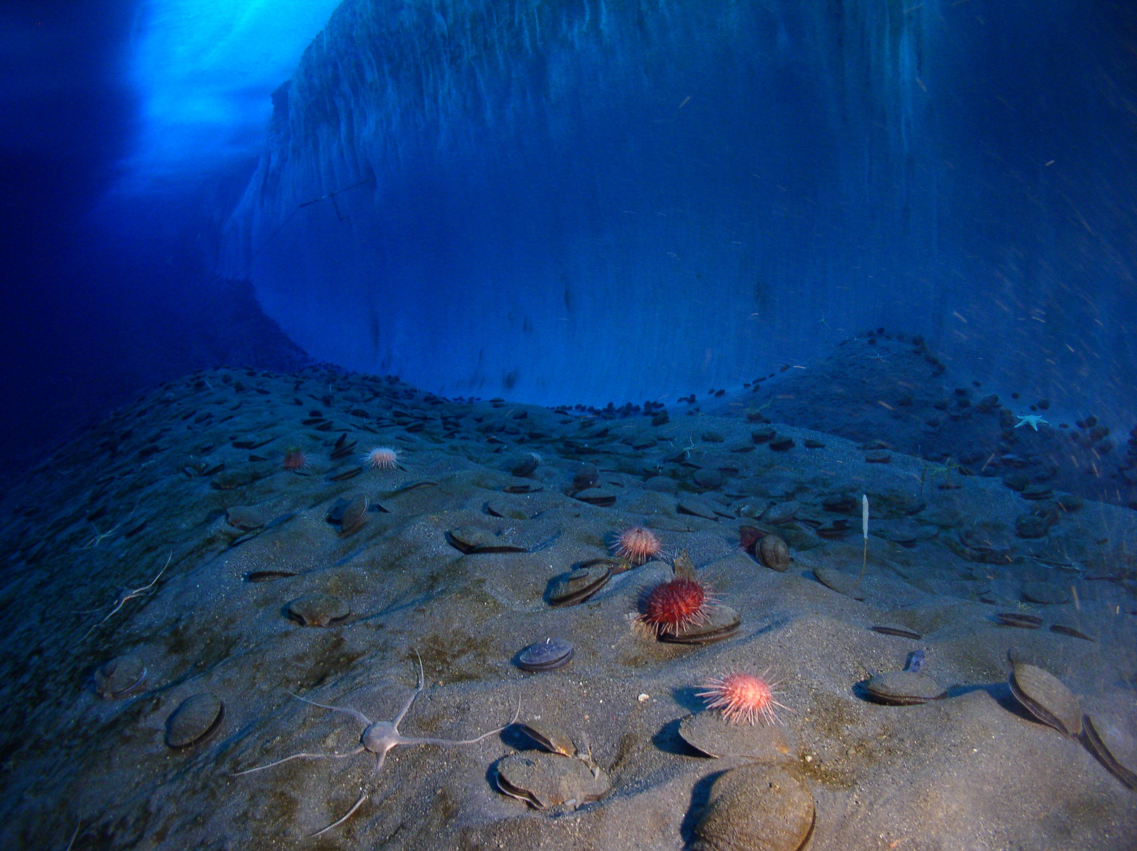 Seafloor organisms rest near a wall of ice under water.