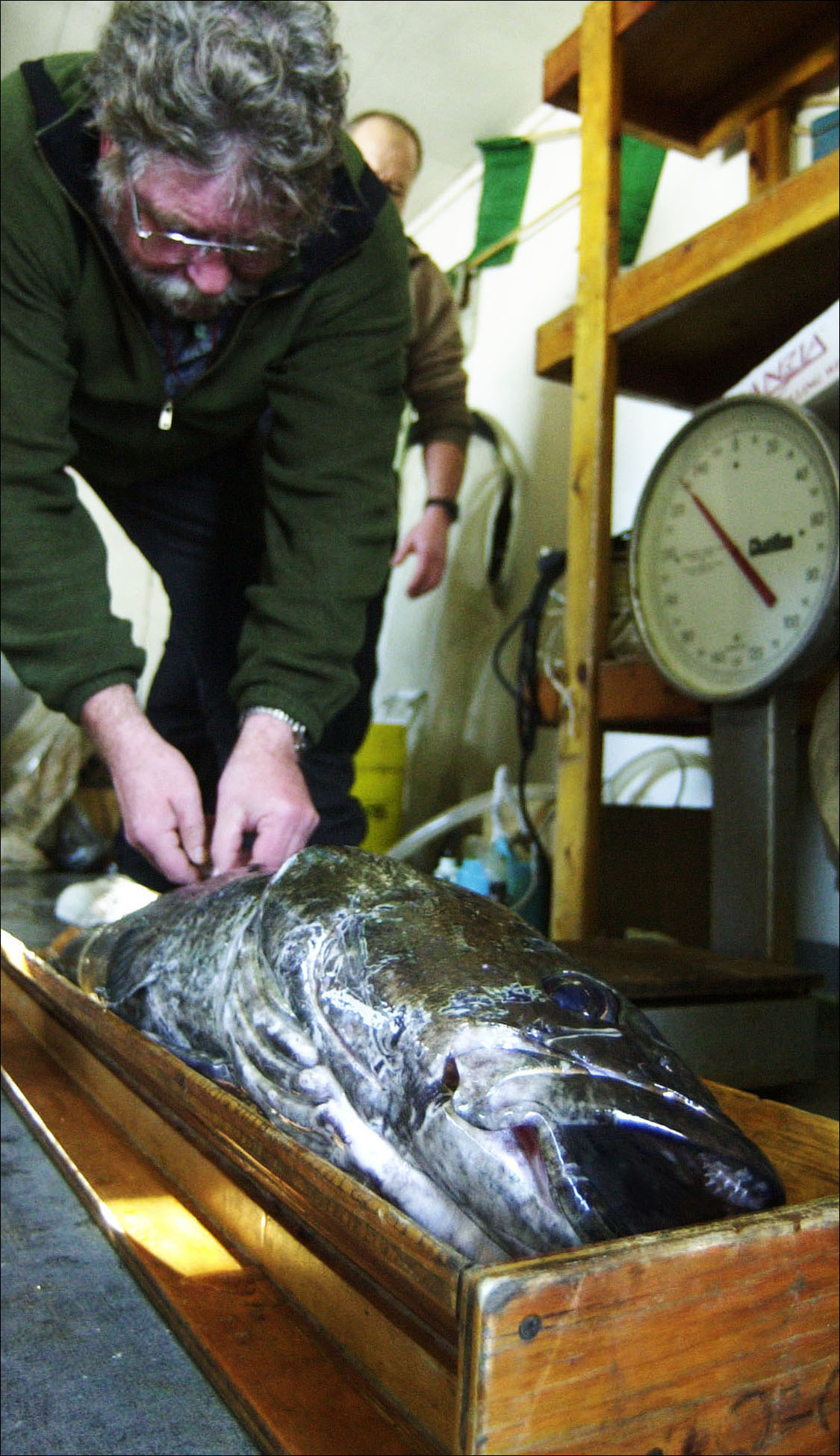 A man weighs a large fish. 