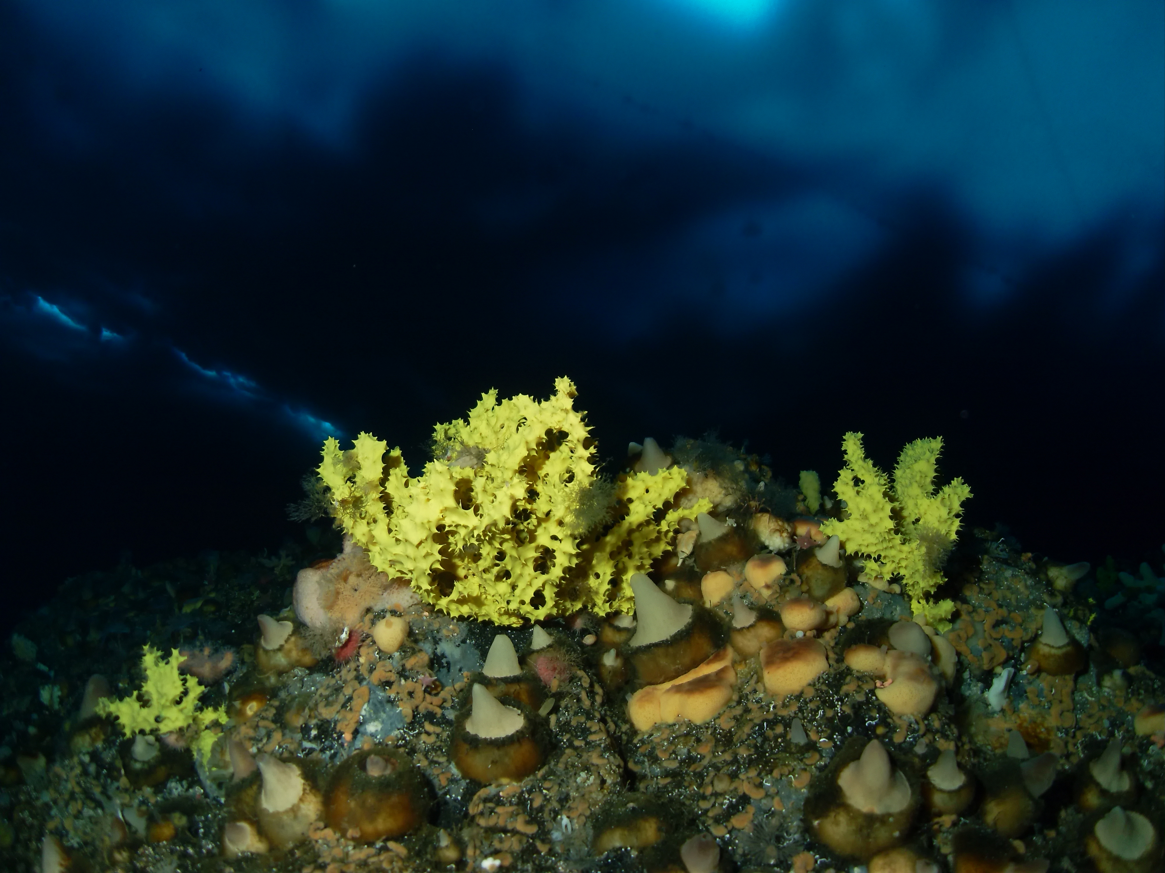 Sea sponges found on a rocky outcrop.