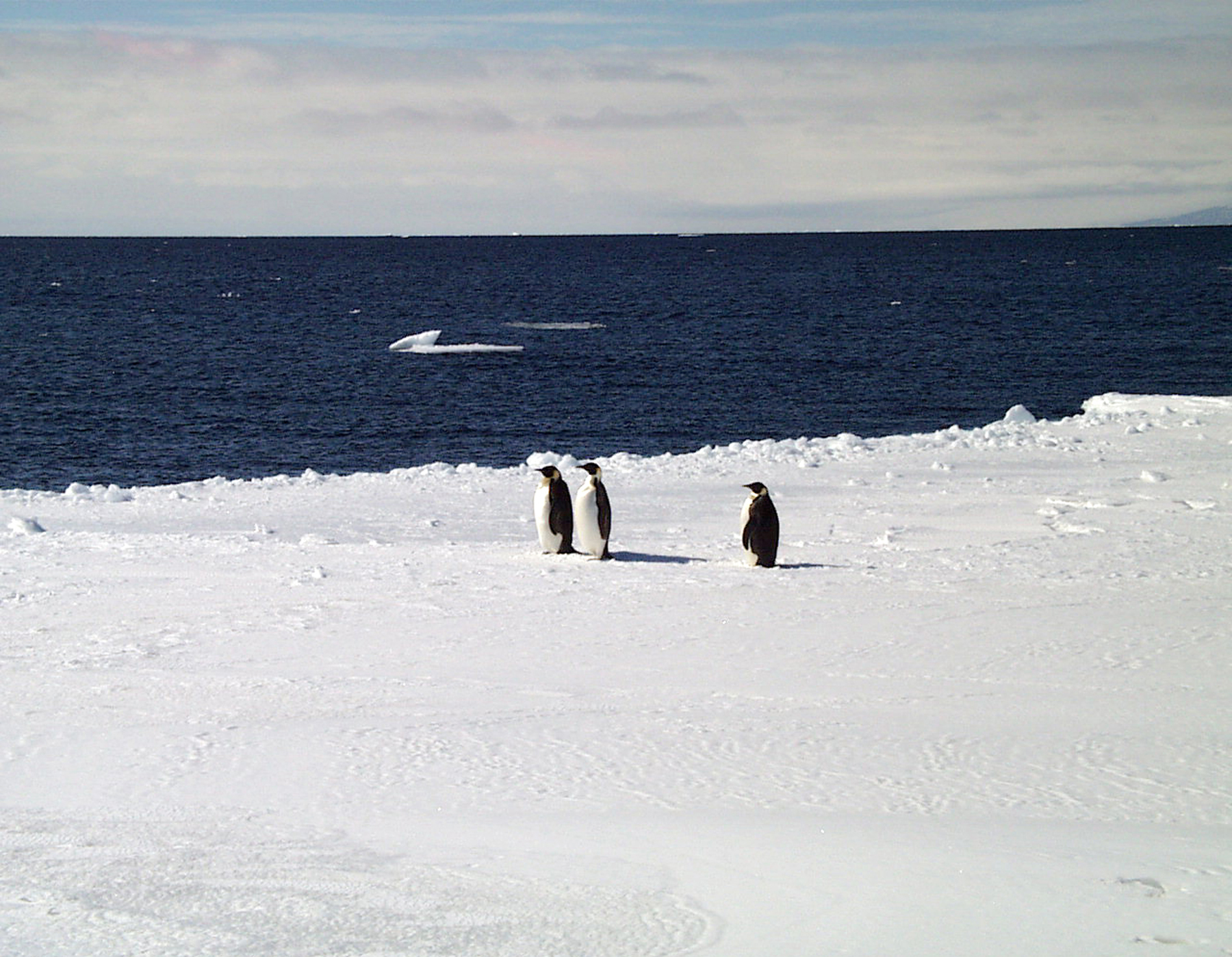 Three penguins walk over ice toward the ocean.