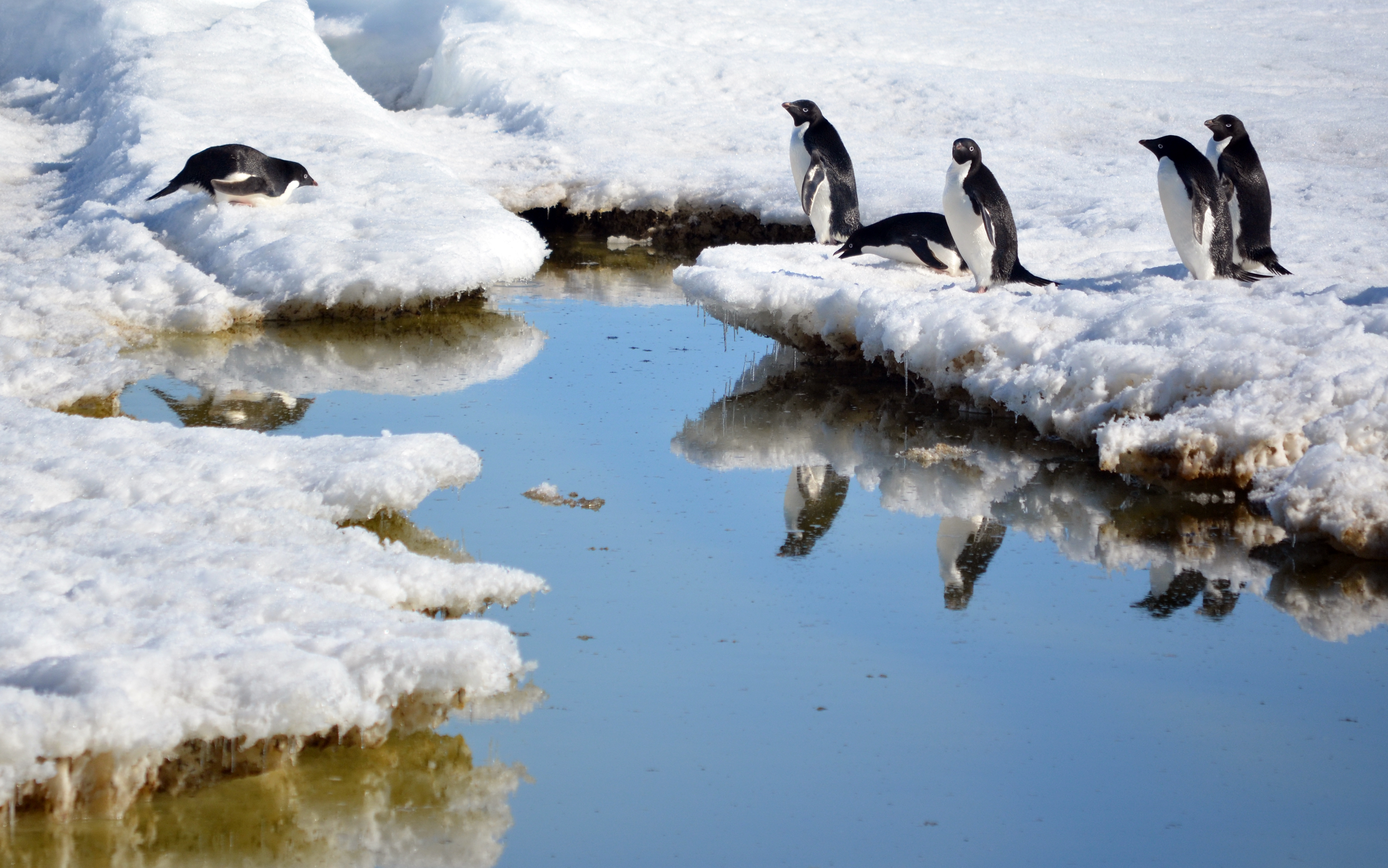 Penguins stand on ice near water.