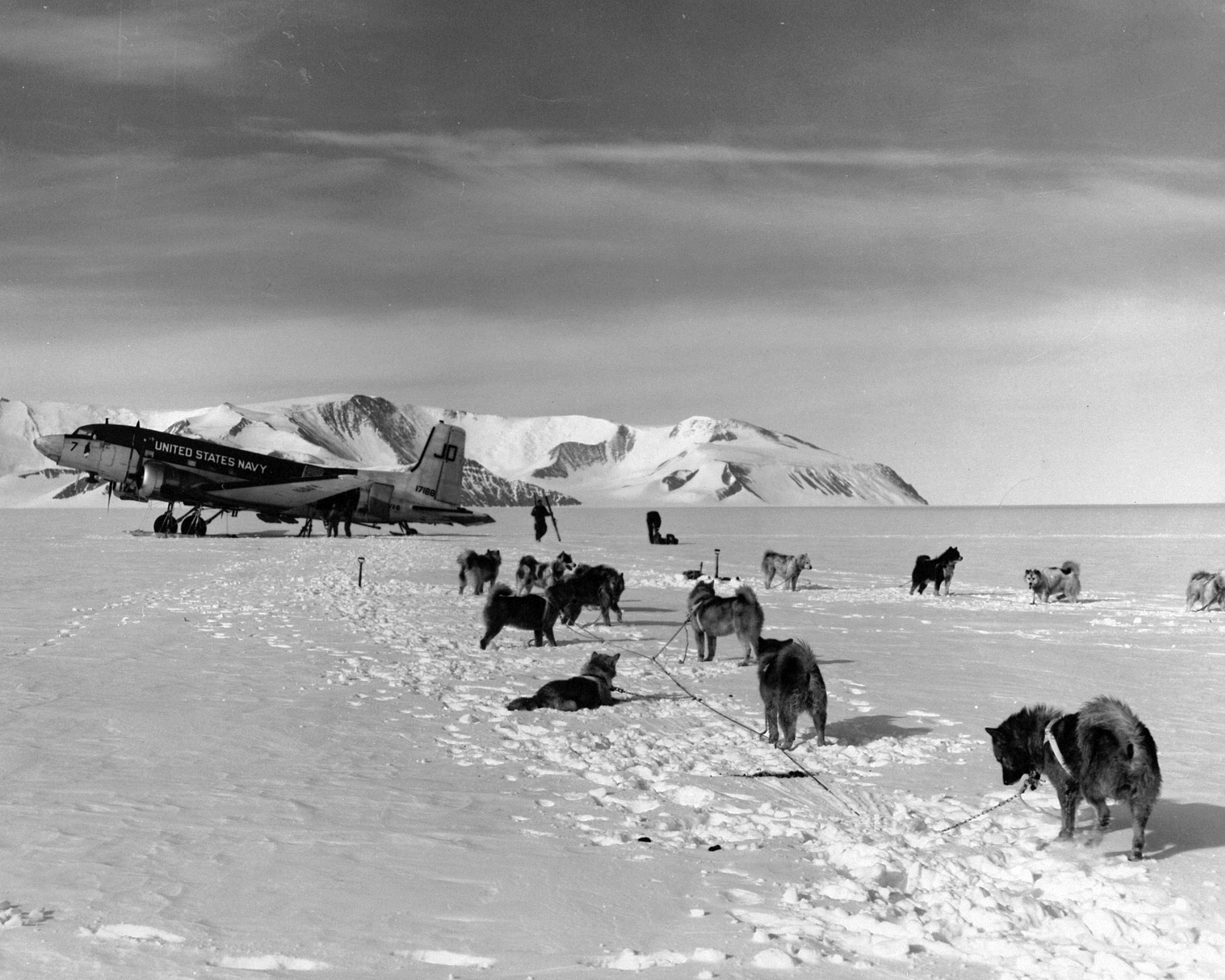 Airplane and sled dogs on snow.