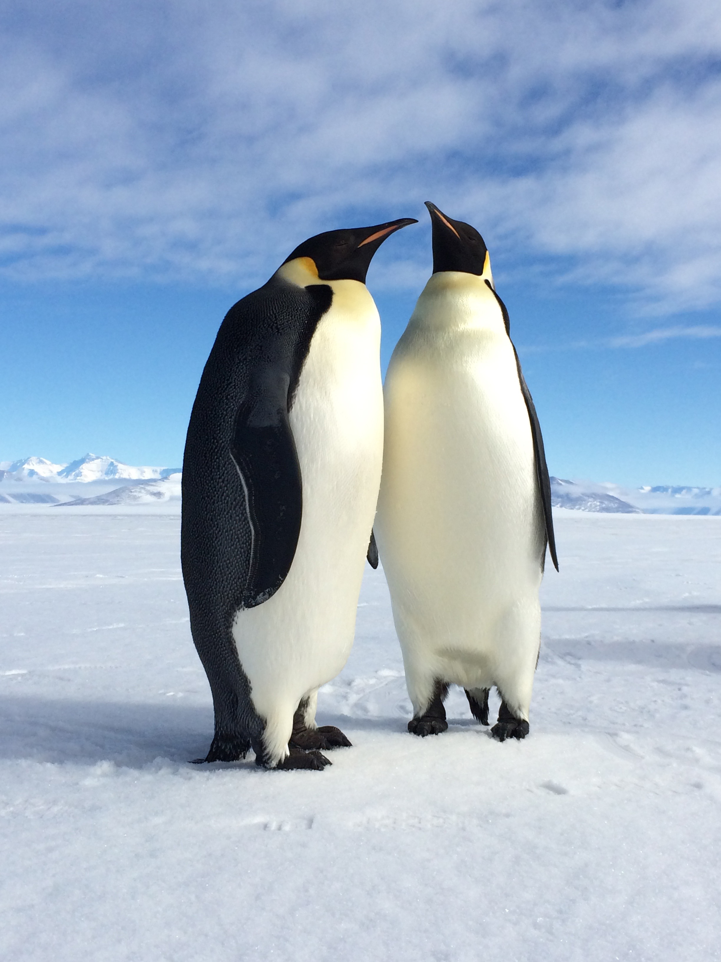 Two emperor penguins.