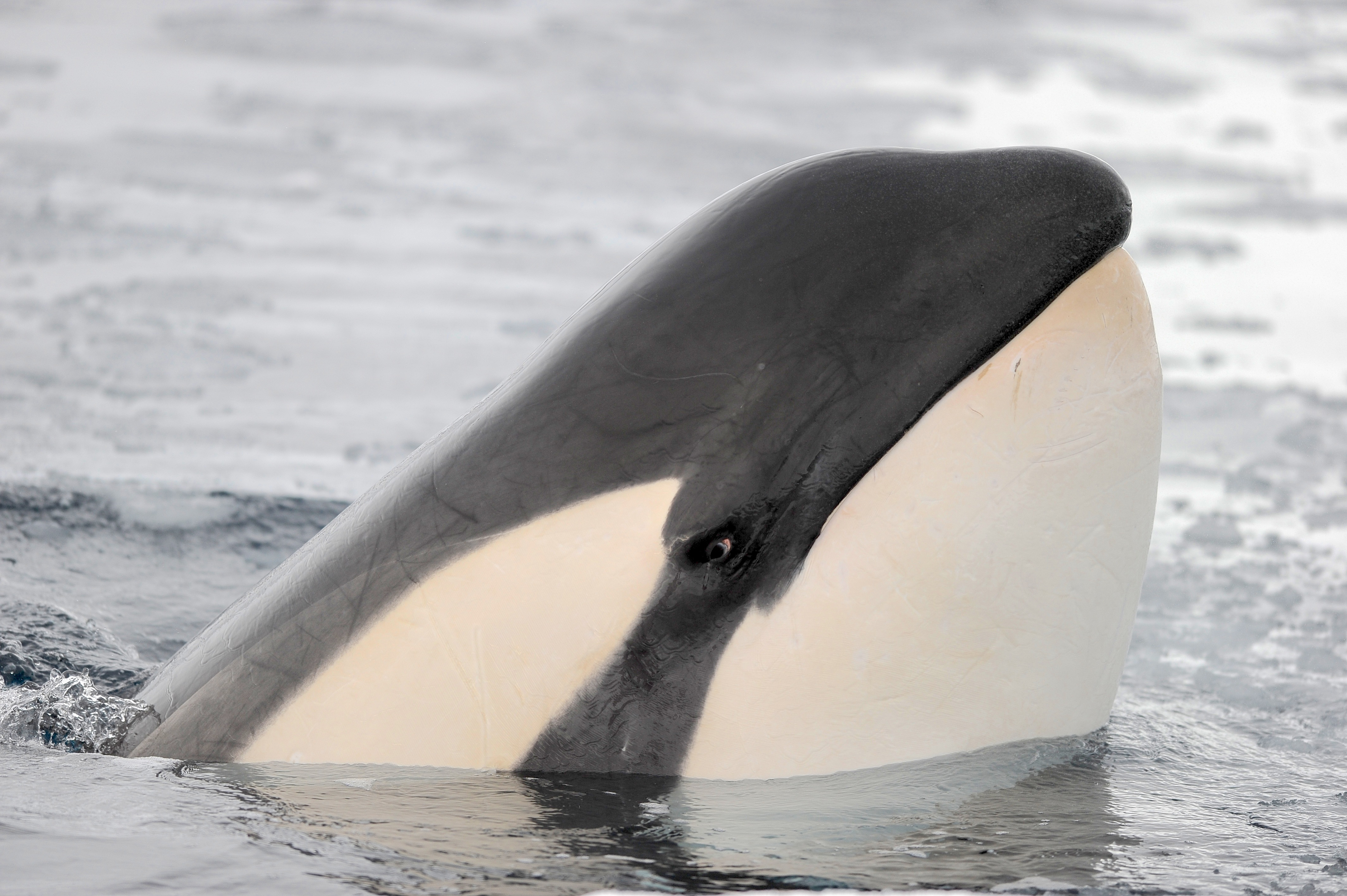 An orca's head above the water.