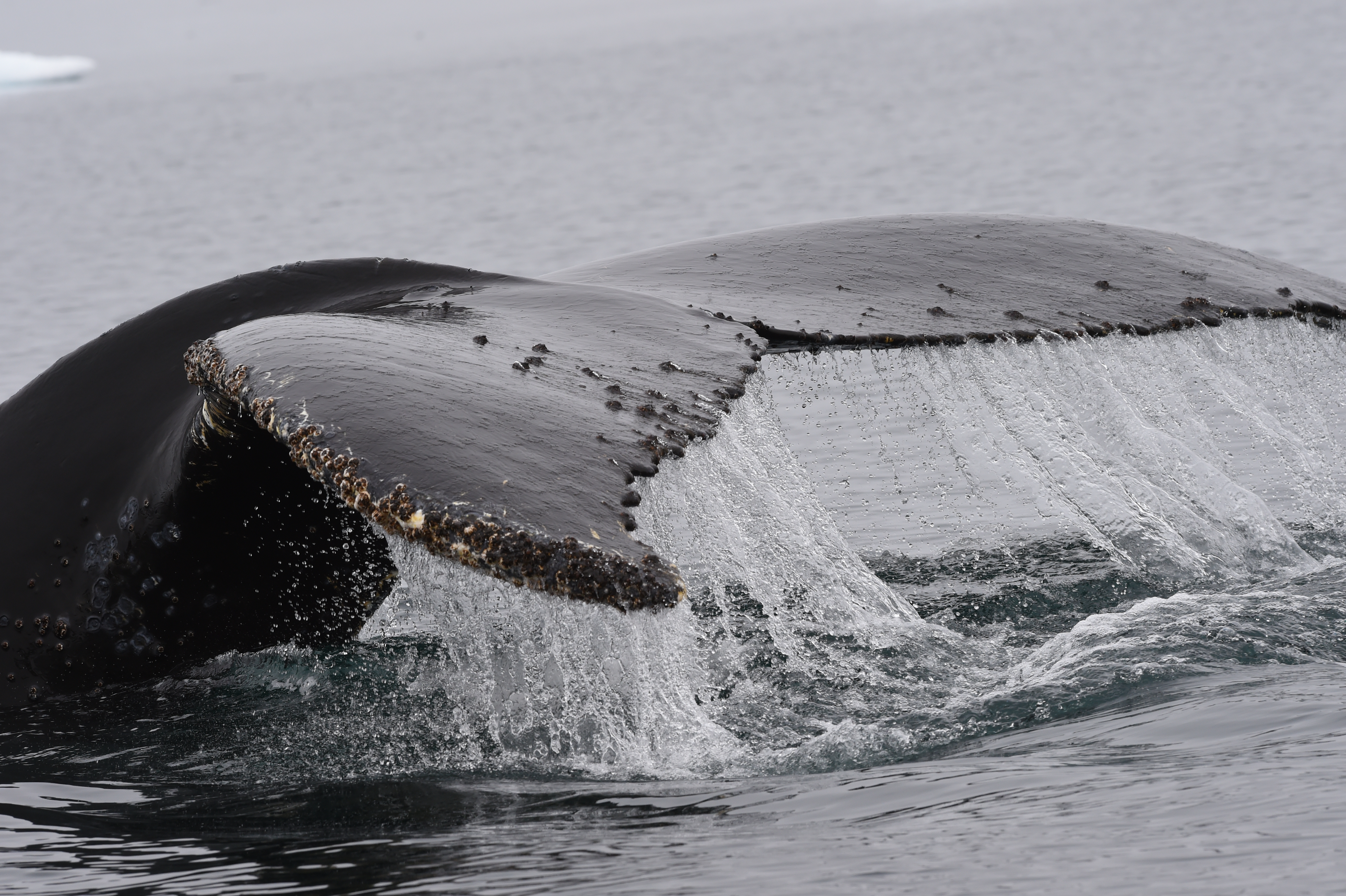 A whale tail.