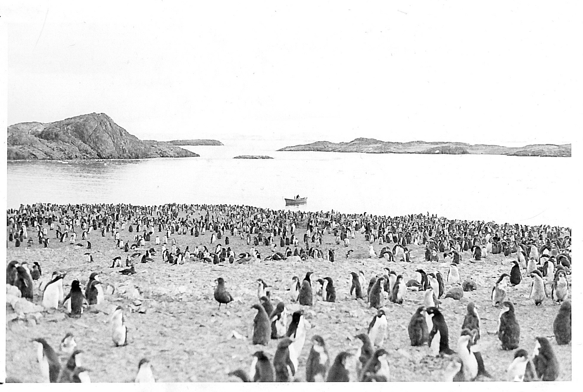 A black and white photo of Adelie penguins.