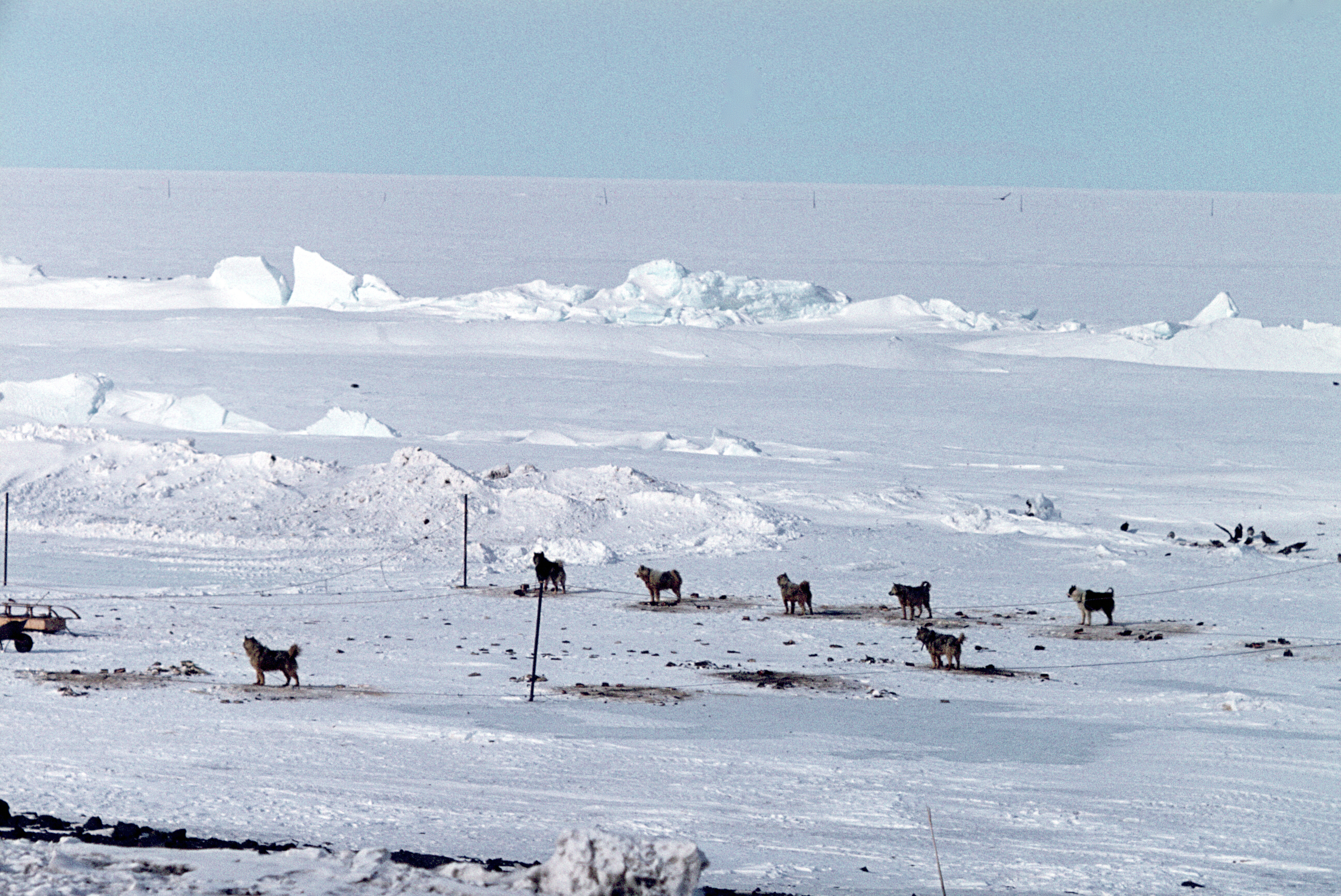 Dogs on snow.