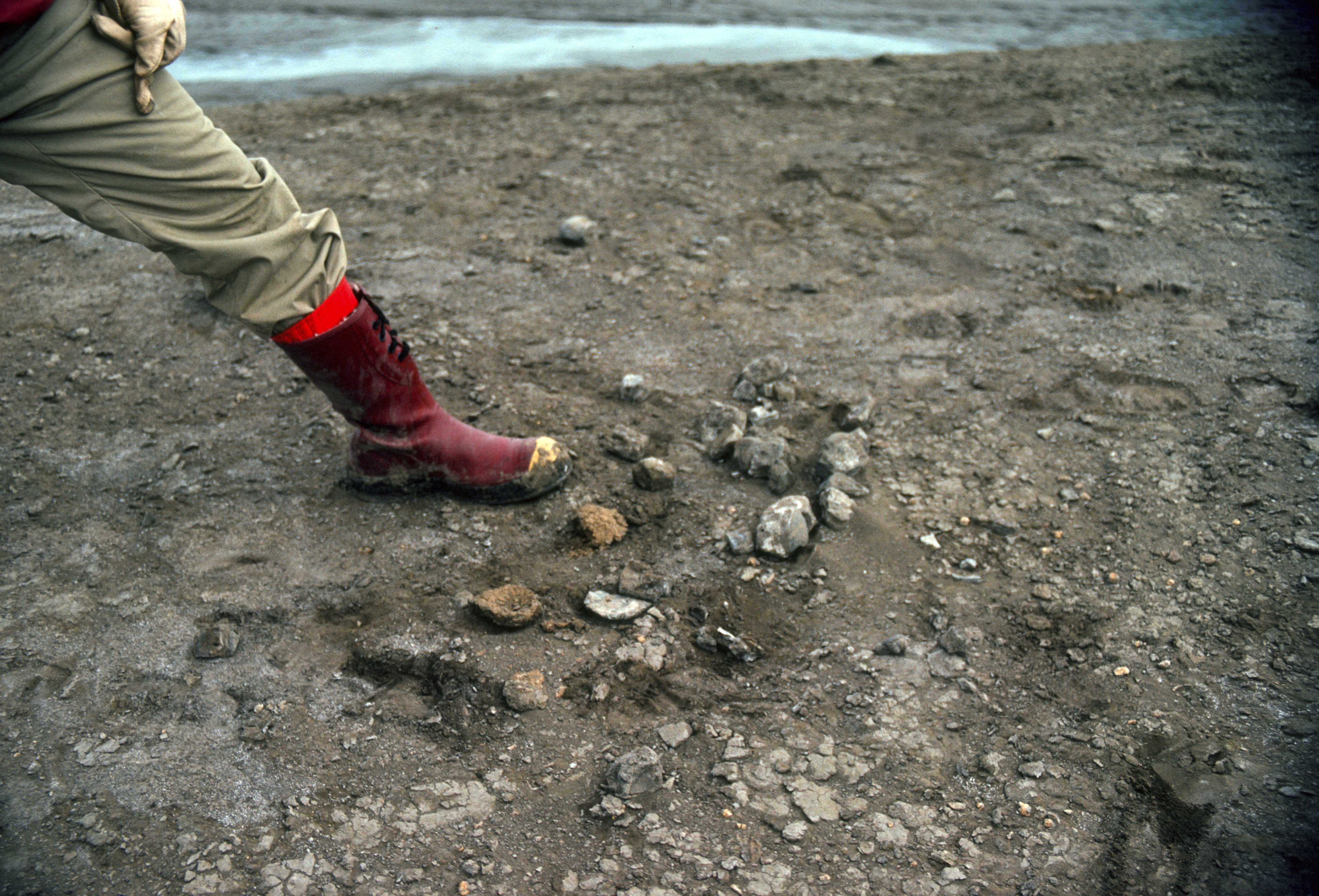 A person stands next to fossils.