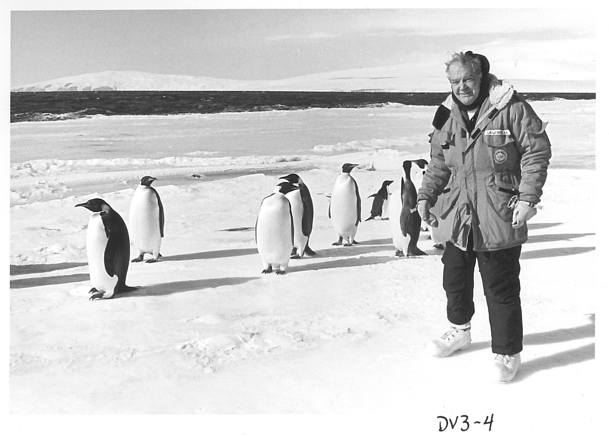 A man standing outside with several large penguins.