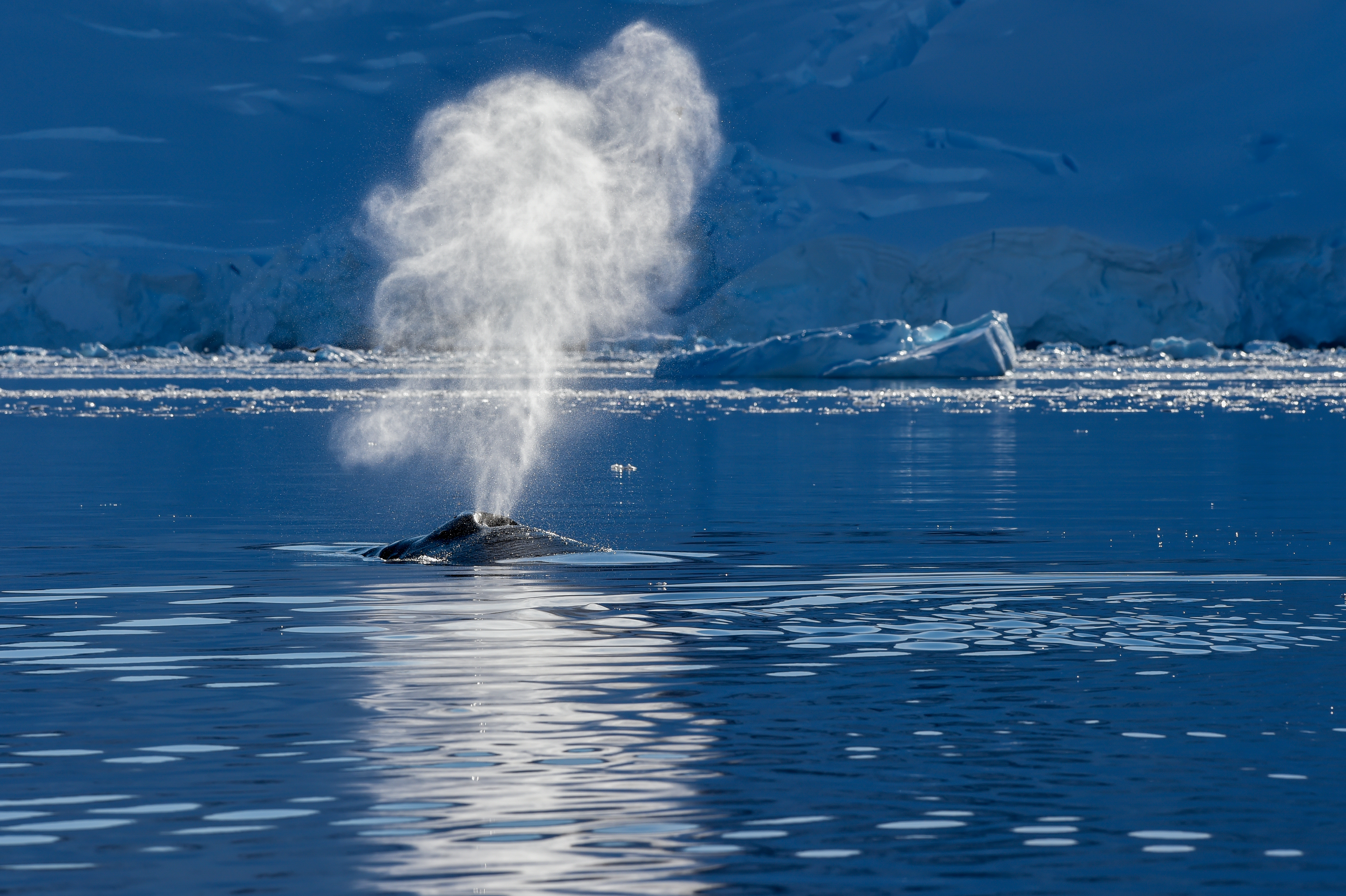 A whale exhaling air through its blowhole.