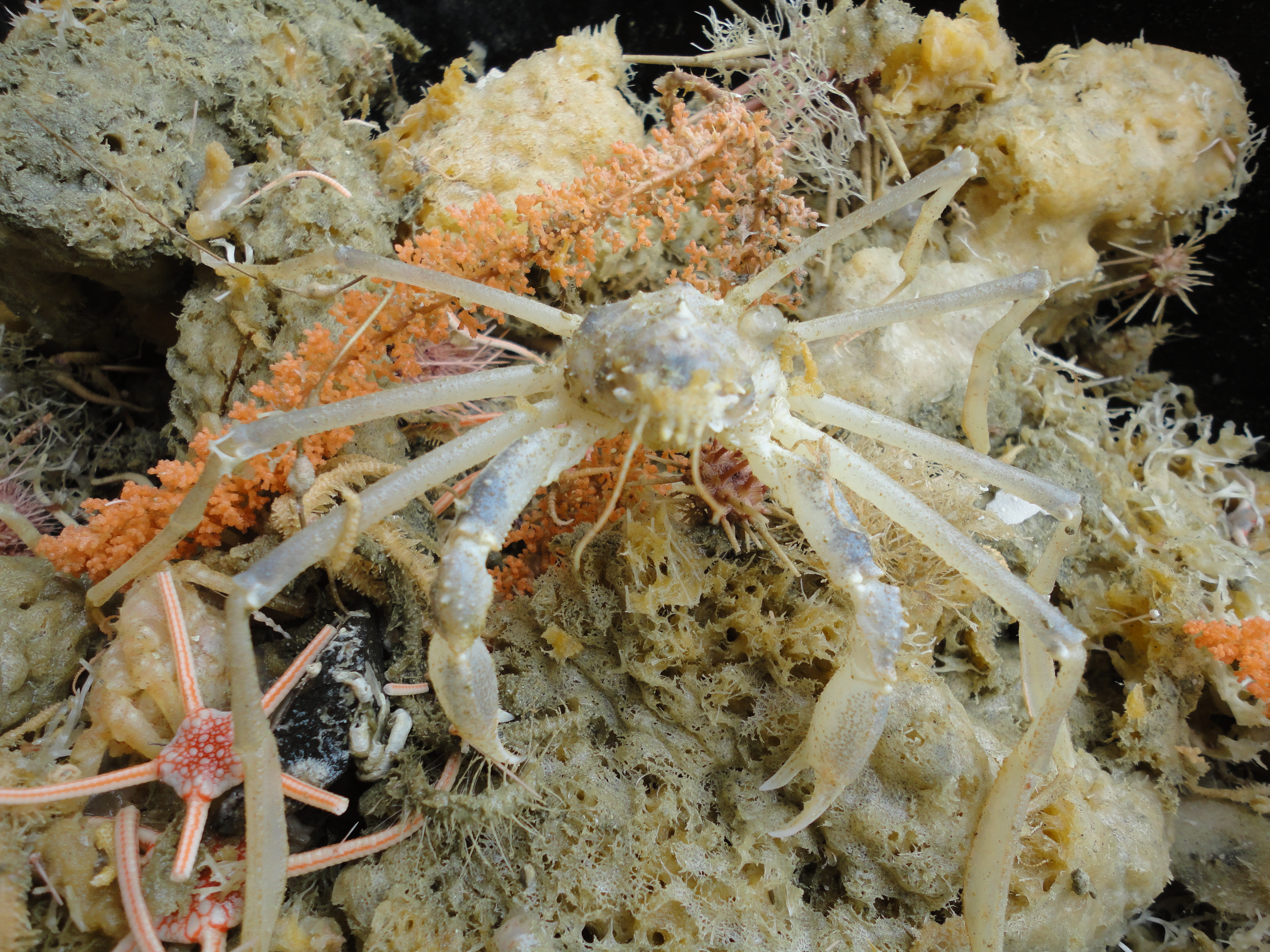 A crab on coral in the ocean.