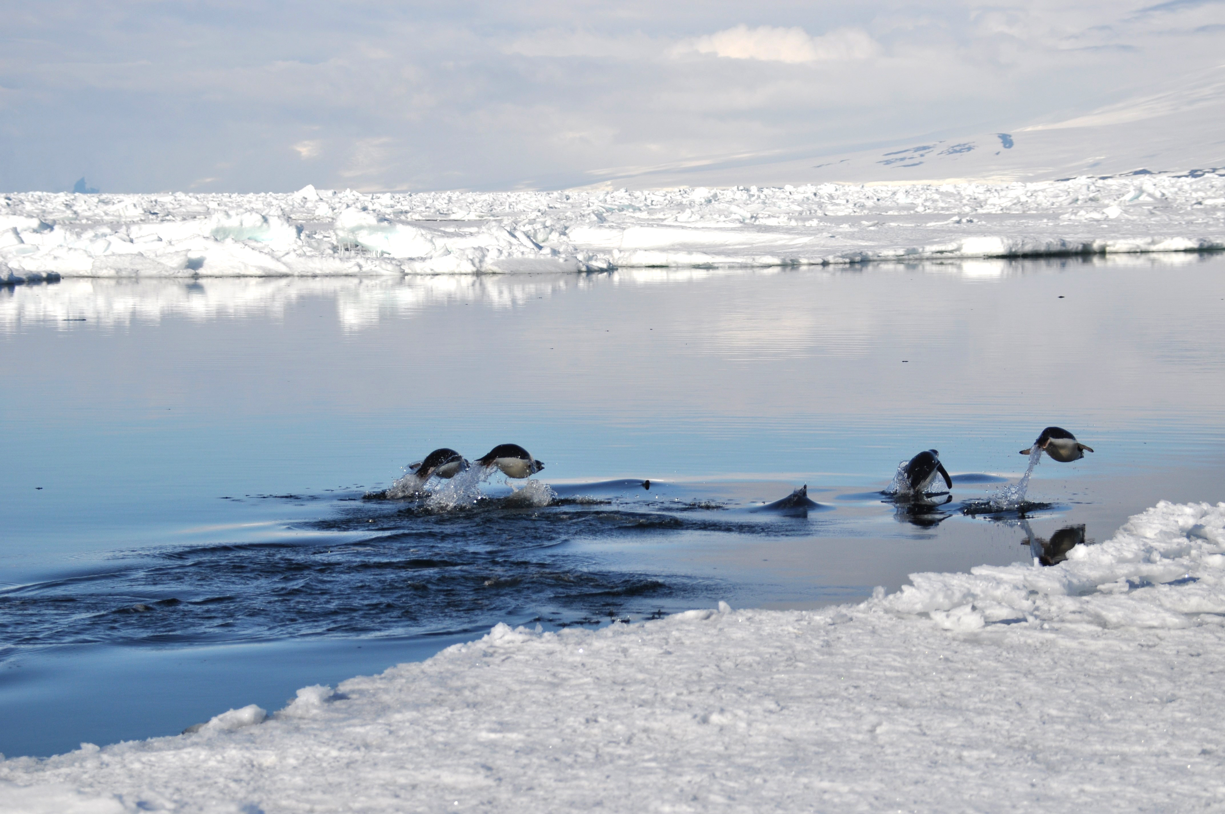 Penguins swimming in the ocean.