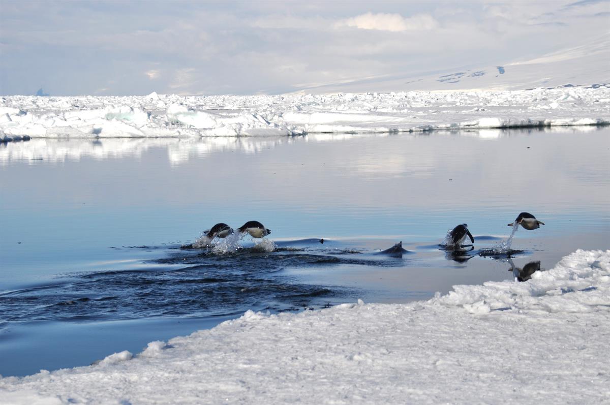 Antarctic Photo Library - Photo Details - 2013Jan10-adelies-porpoising ...